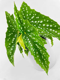 Begonia Polka Dot Angel Wings - Bumble Plants