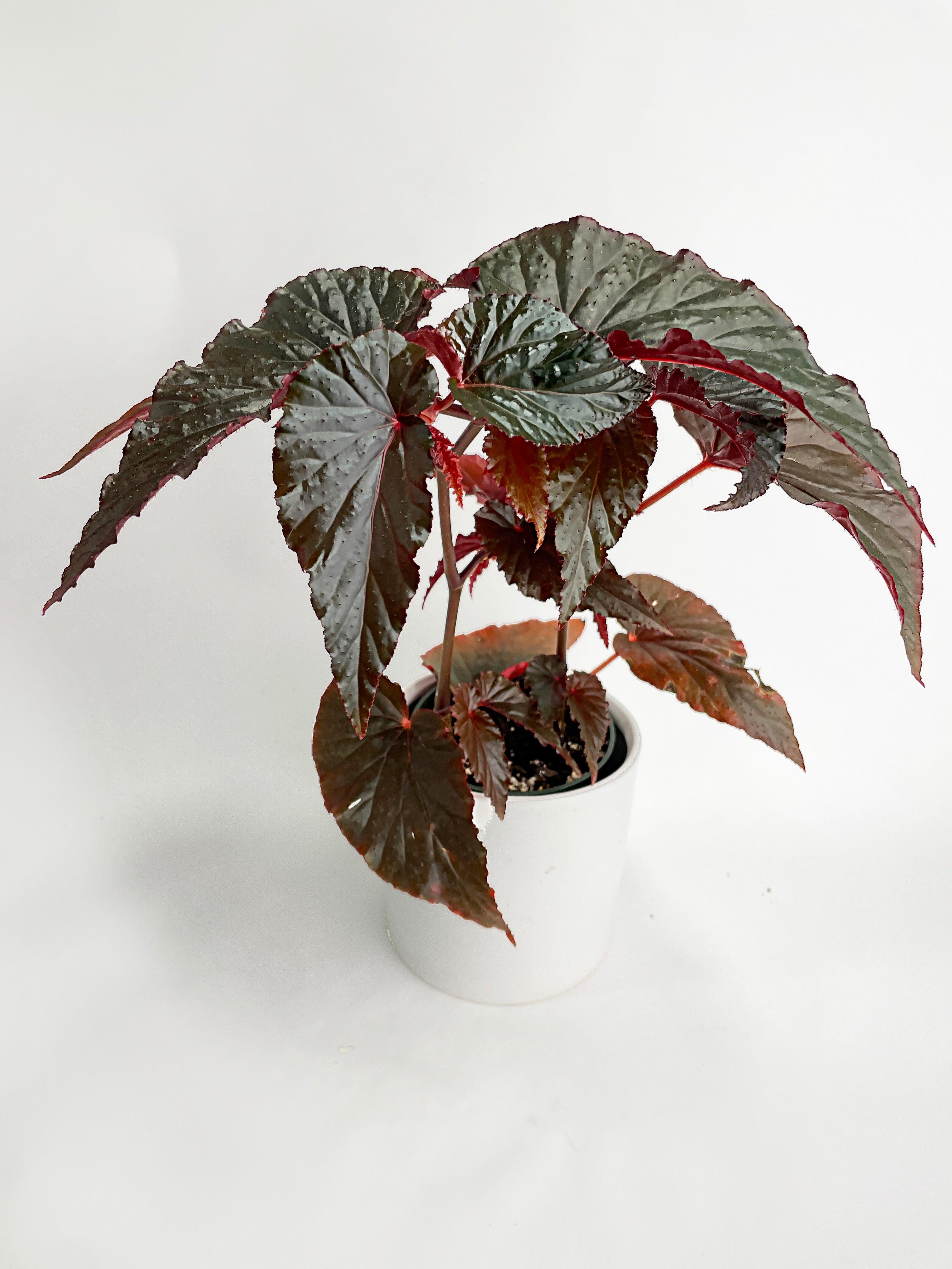Begonia Rex Black Magic - Bumble Plants