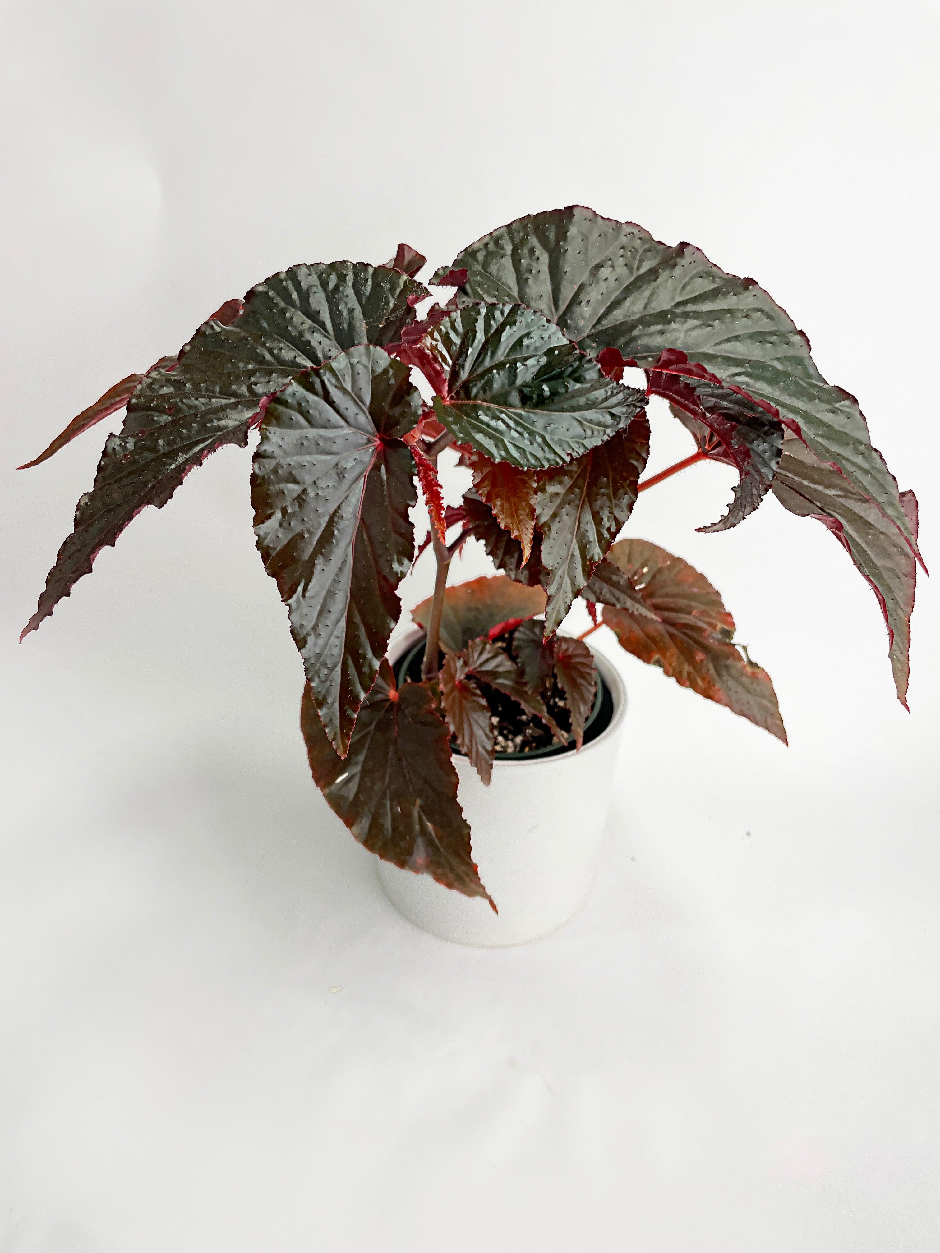 Begonia Rex Black Magic - Bumble Plants