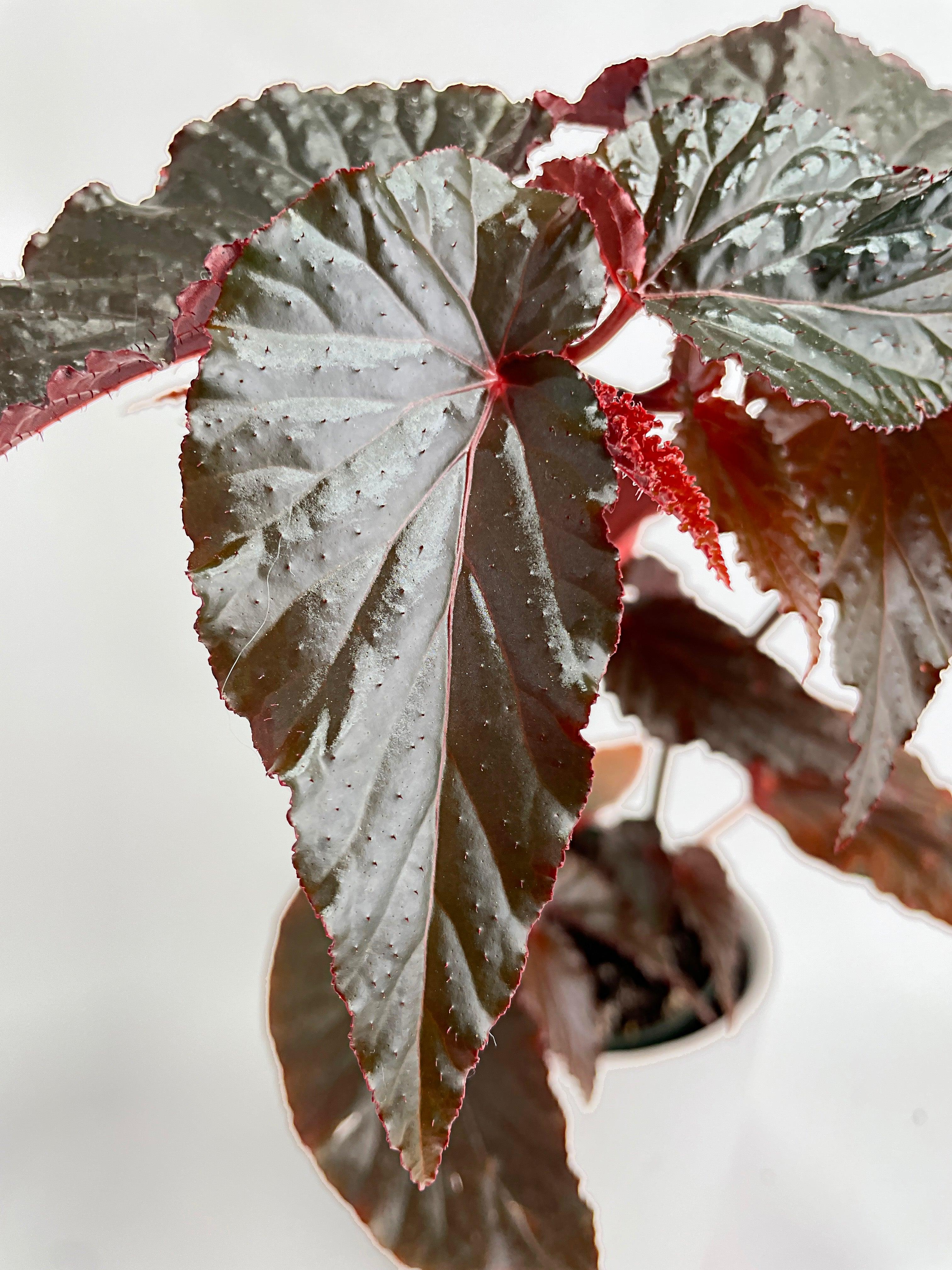 Begonia Rex Black Magic - Bumble Plants