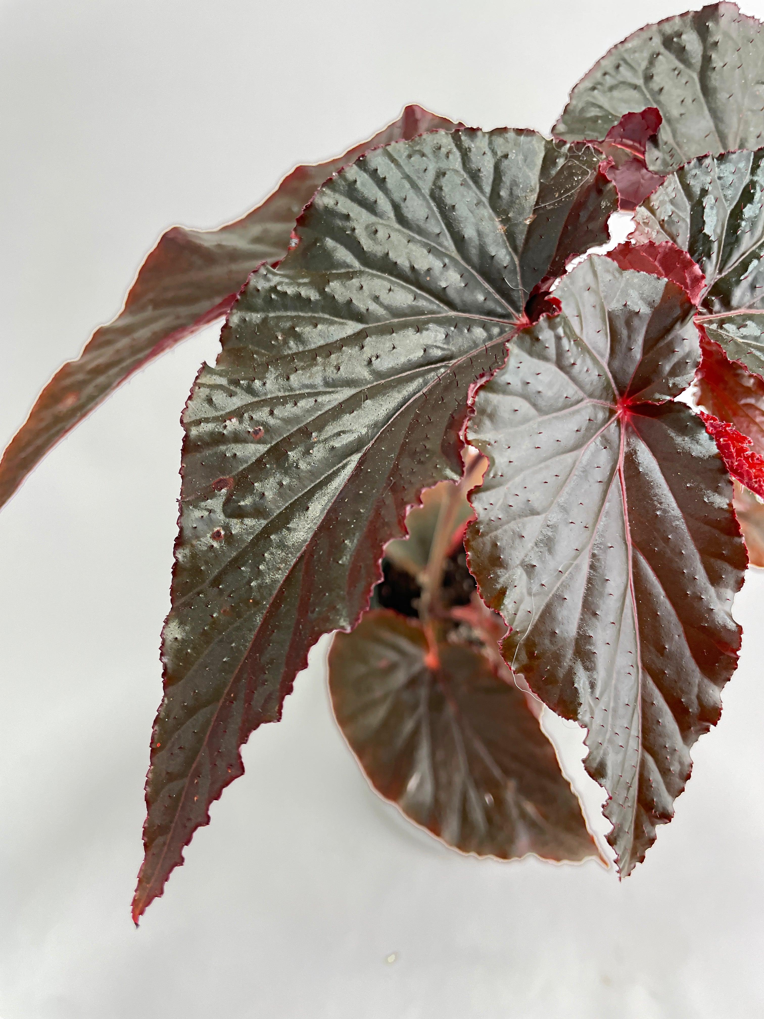 Begonia Rex Black Magic - Bumble Plants