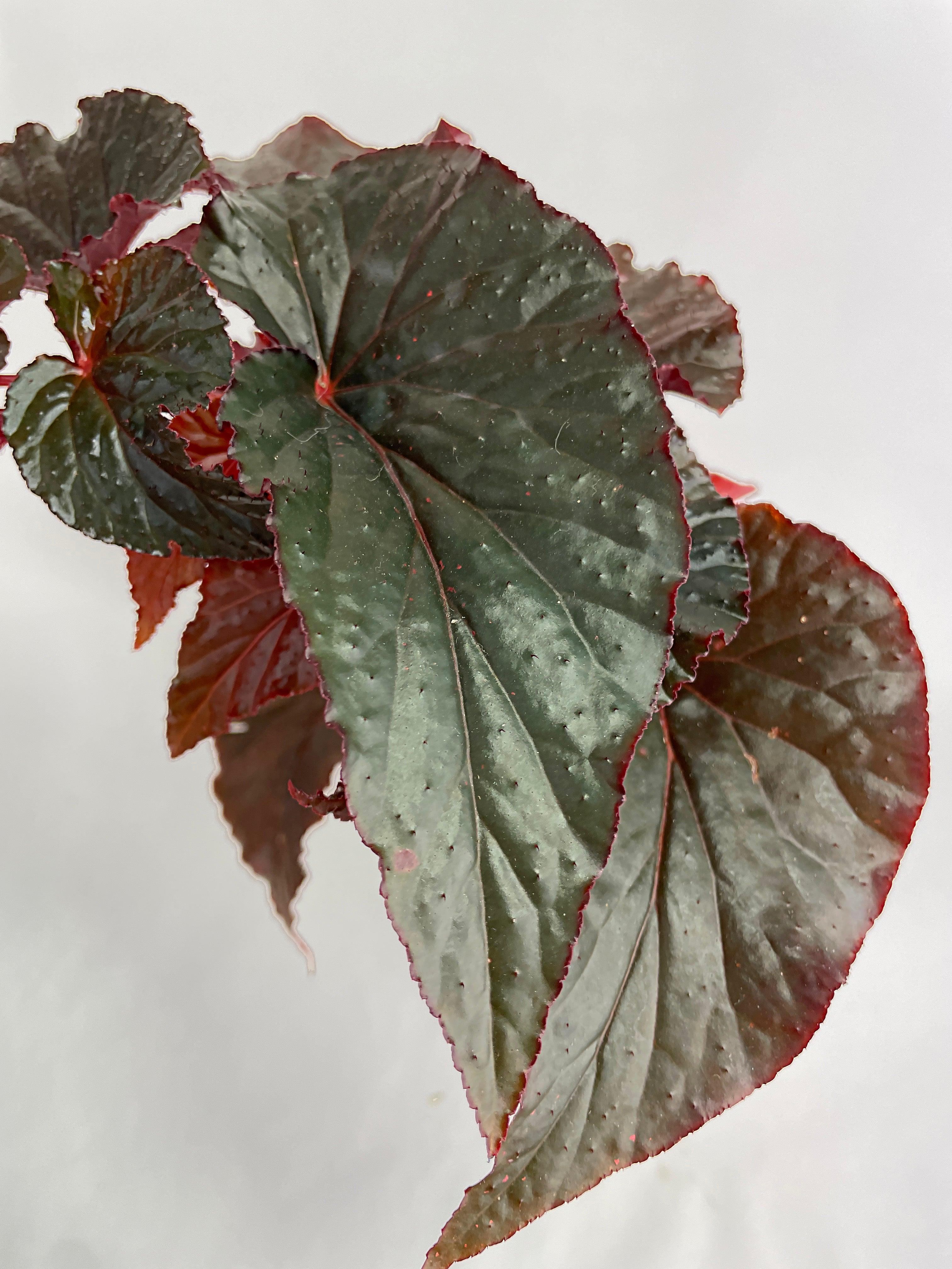 Begonia Rex Black Magic - Bumble Plants