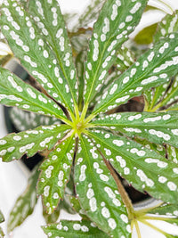 Begonia Hemsleyana Variegata (Silver Dots U404) - Bumble Plants