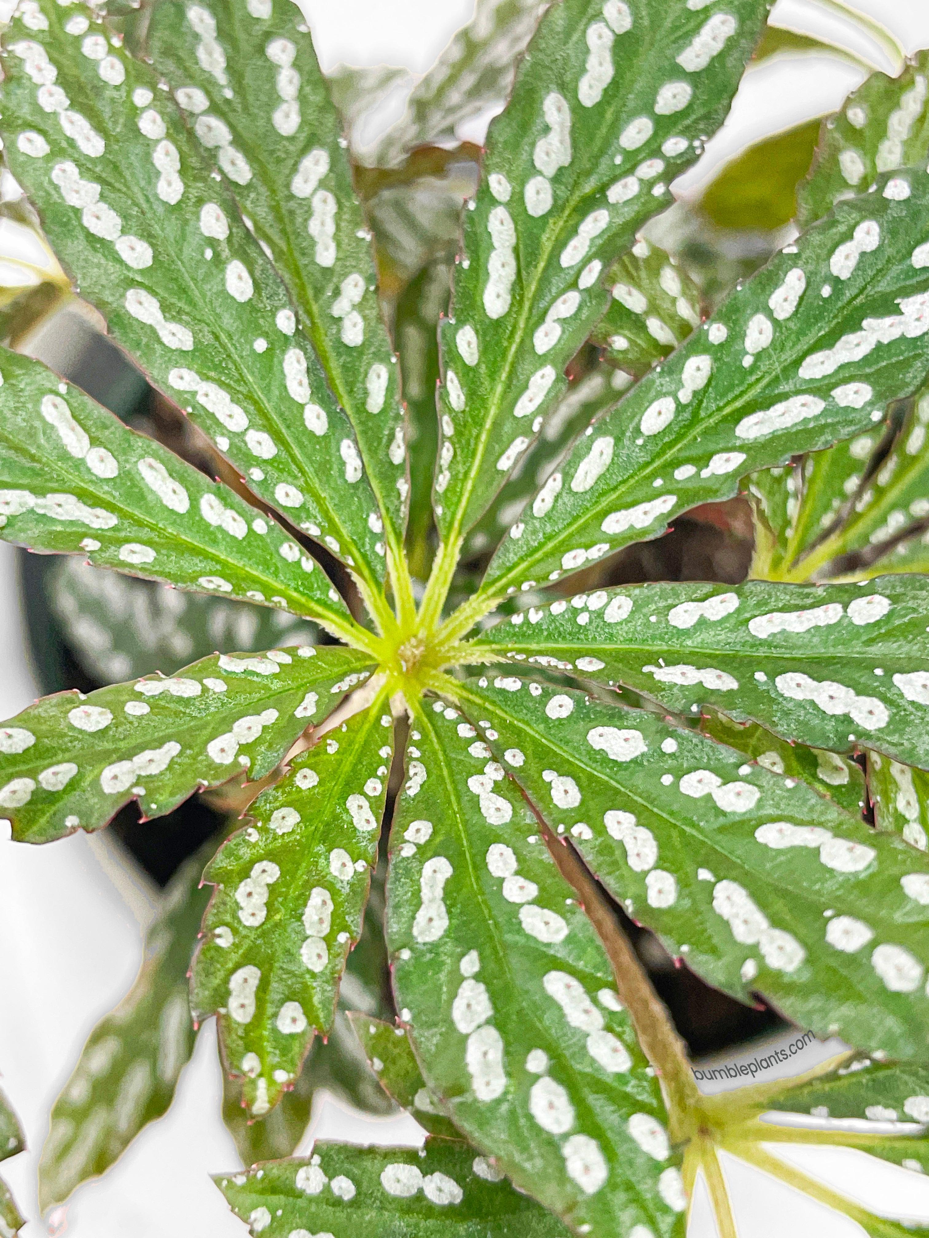 Begonia Hemsleyana Variegata (Silver Dots U404) - Bumble Plants