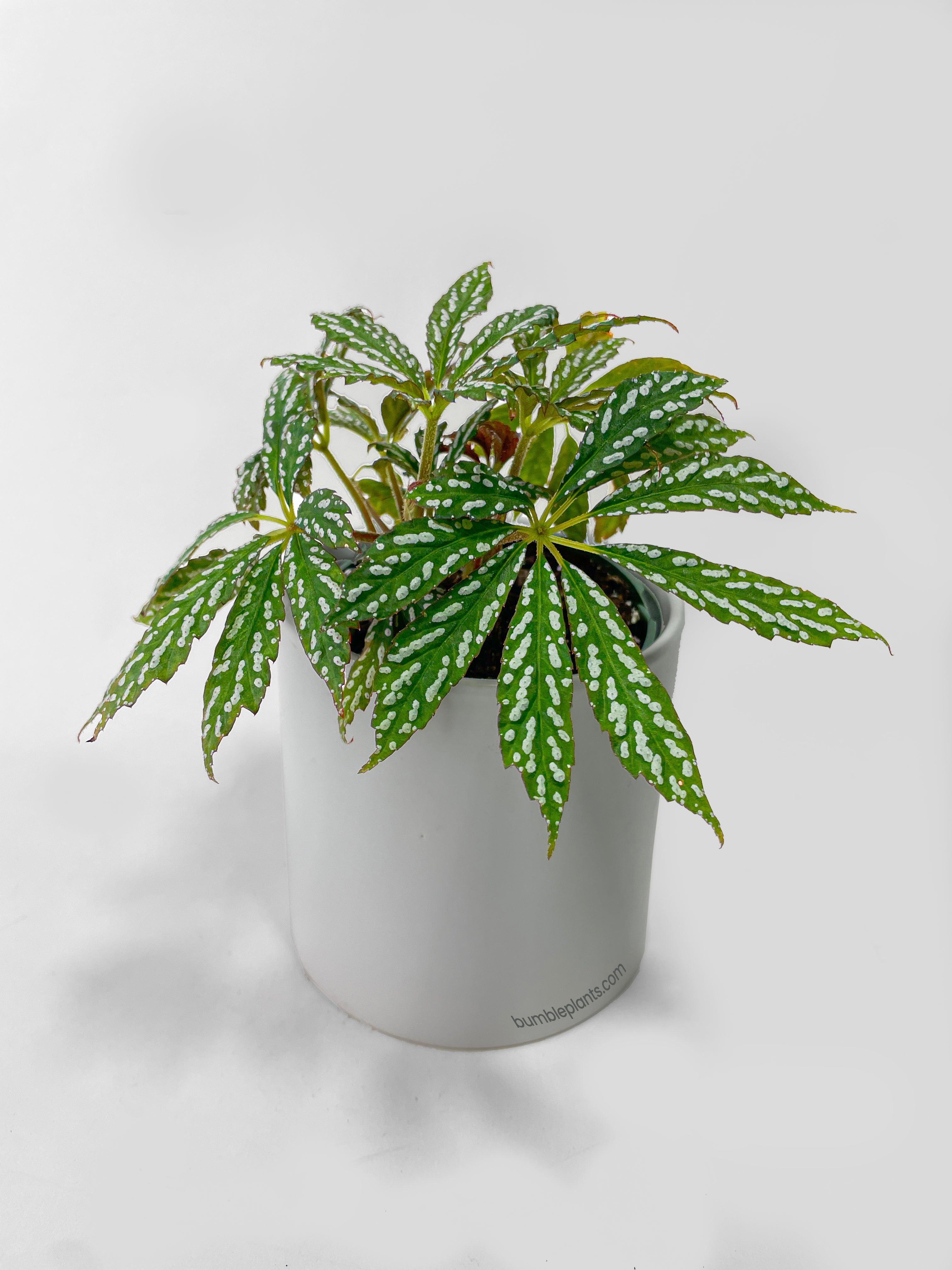 Begonia Hemsleyana Variegata (Silver Dots U404) - Bumble Plants