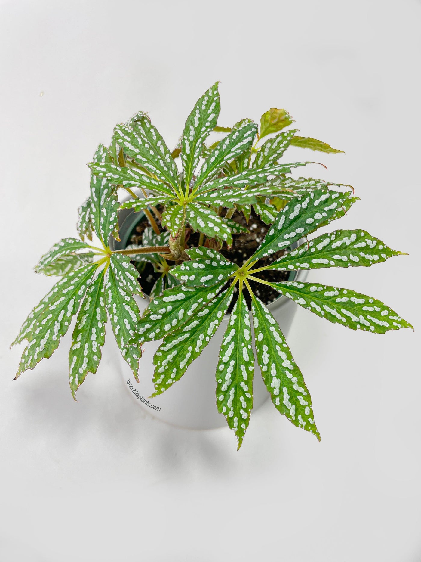 Begonia Hemsleyana Variegata (Silver Dots U404) - Bumble Plants
