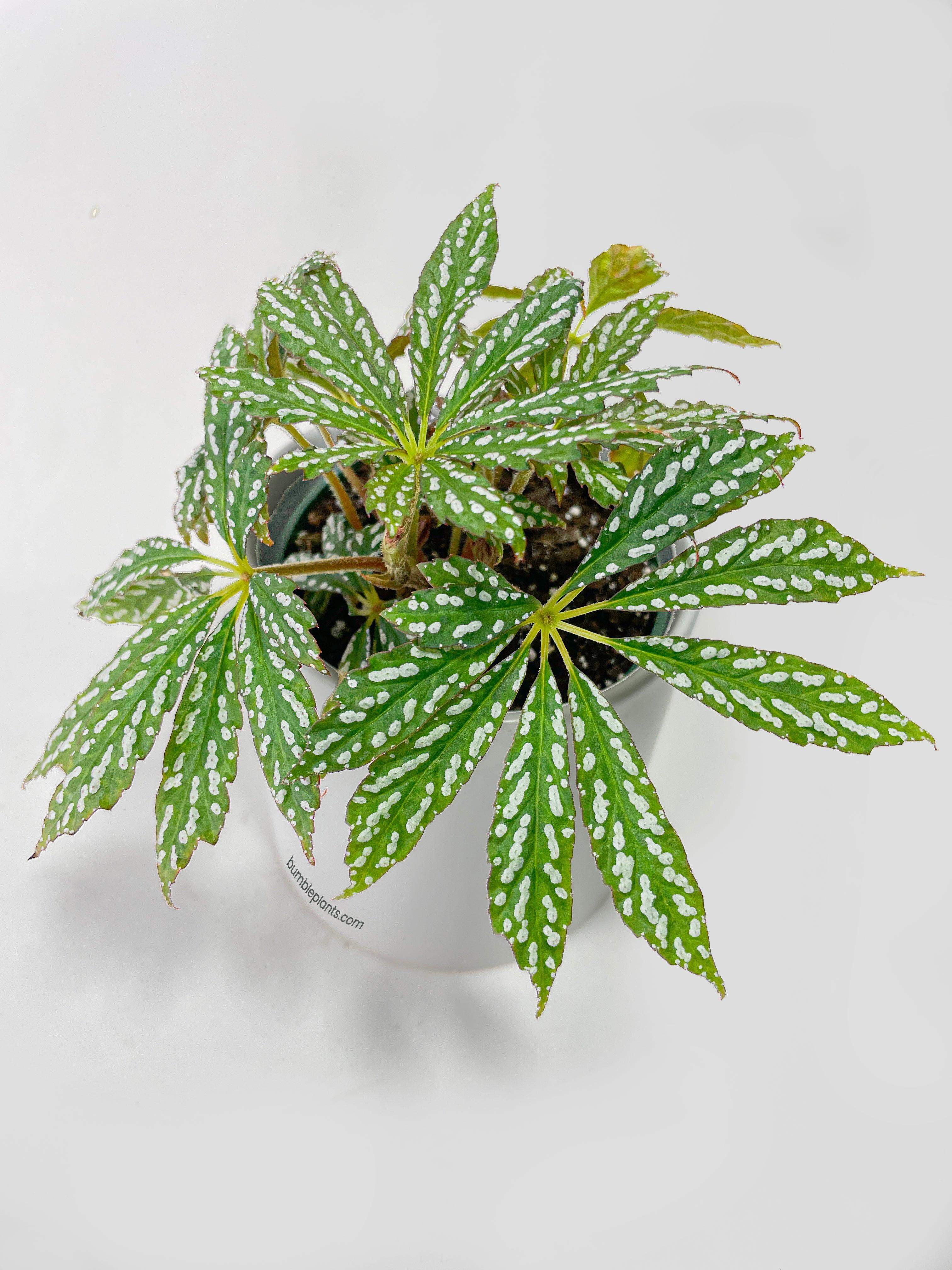 Begonia Hemsleyana Variegata (Silver Dots U404) - Bumble Plants
