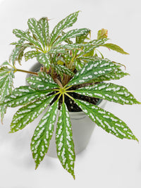 Begonia Hemsleyana Variegata (Silver Dots U404) - Bumble Plants