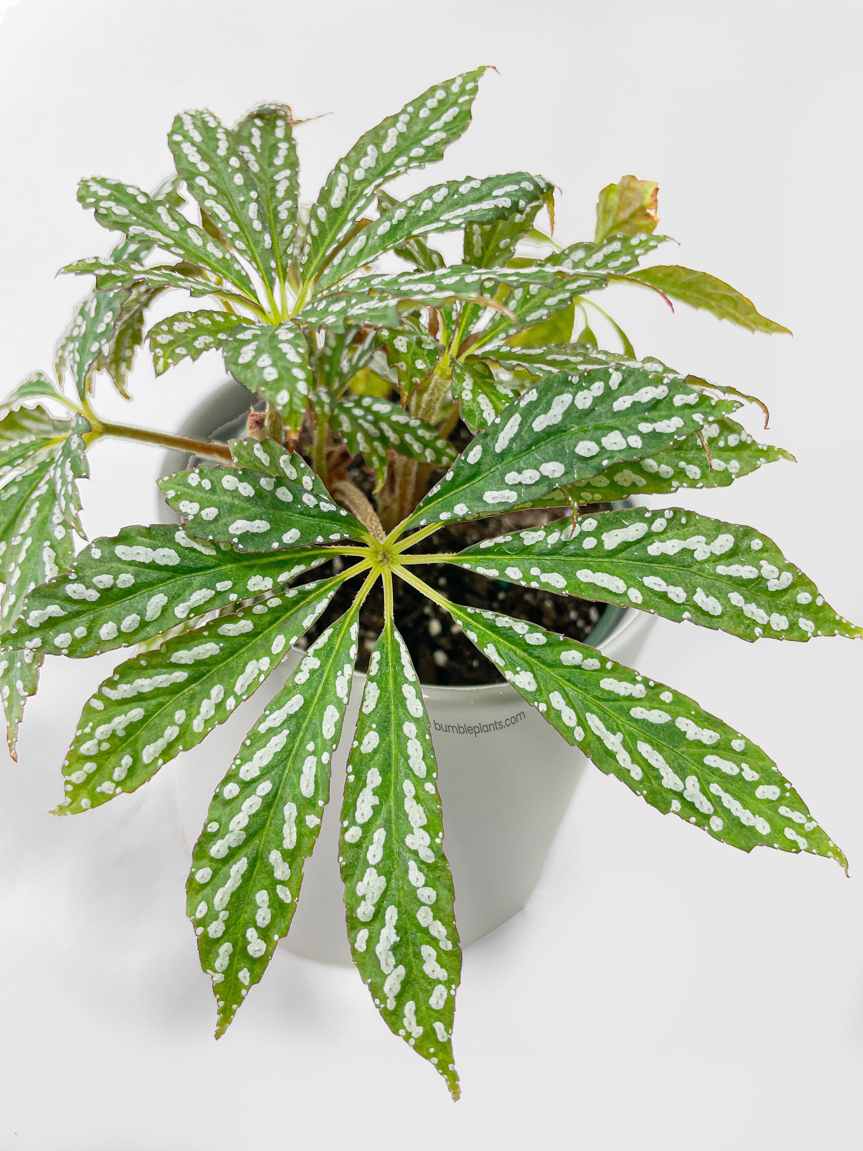 Begonia Hemsleyana Variegata (Silver Dots U404) - Bumble Plants