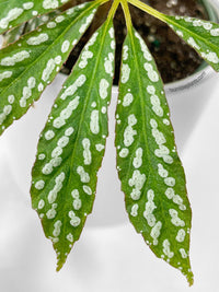 Begonia Hemsleyana Variegata (Silver Dots U404) - Bumble Plants