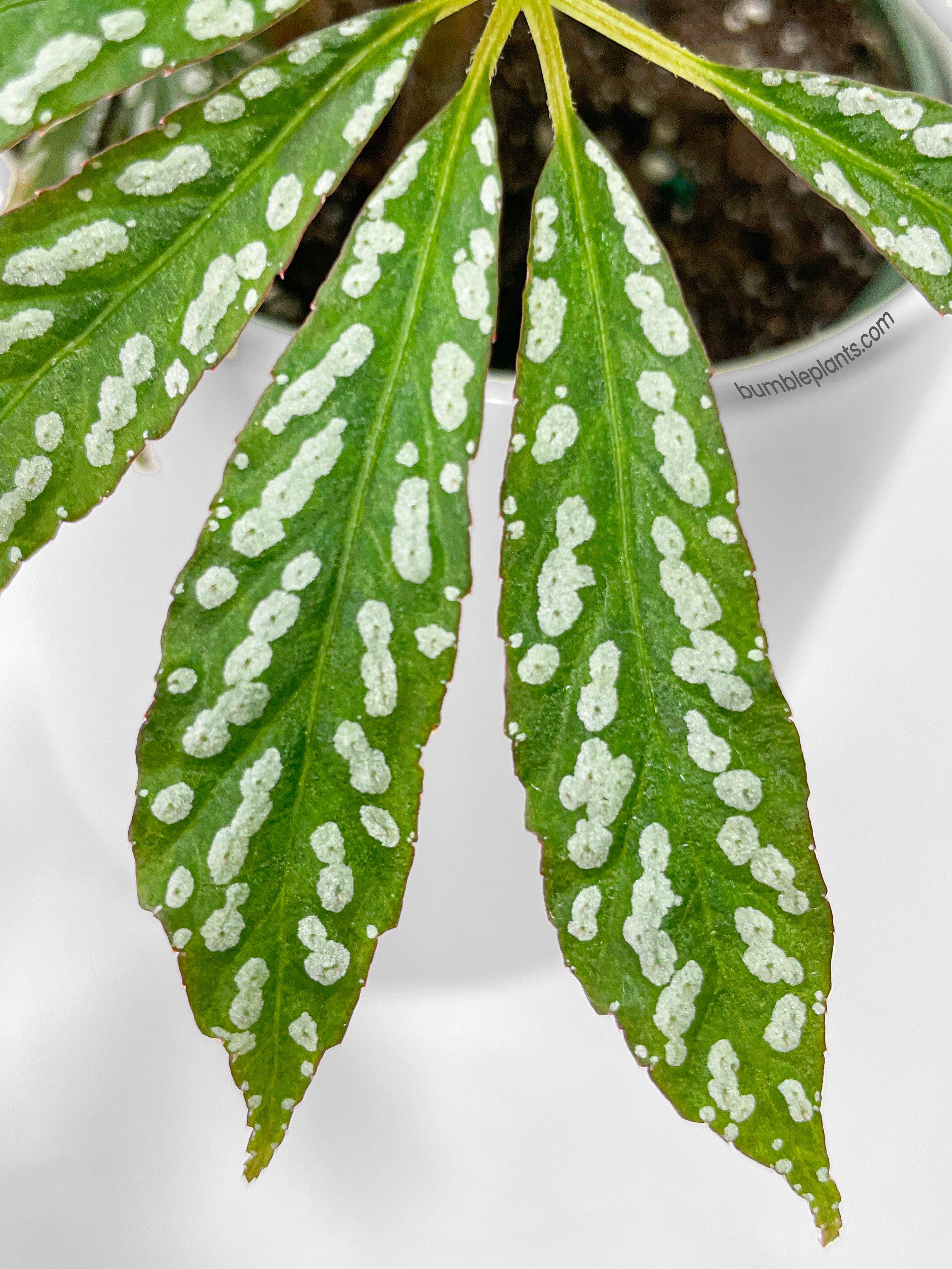 Begonia Hemsleyana Variegata (Silver Dots U404) - Bumble Plants