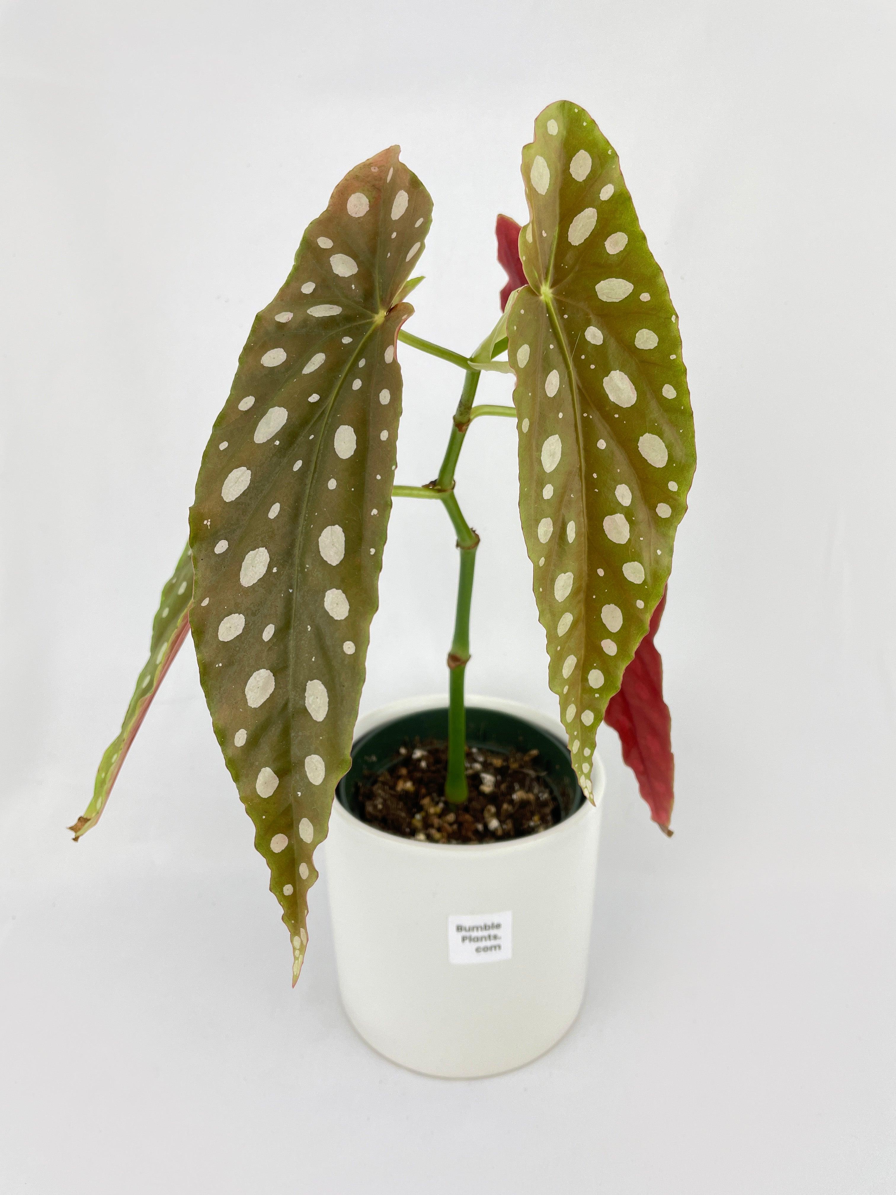 Begonia Maculata - Bumble Plants