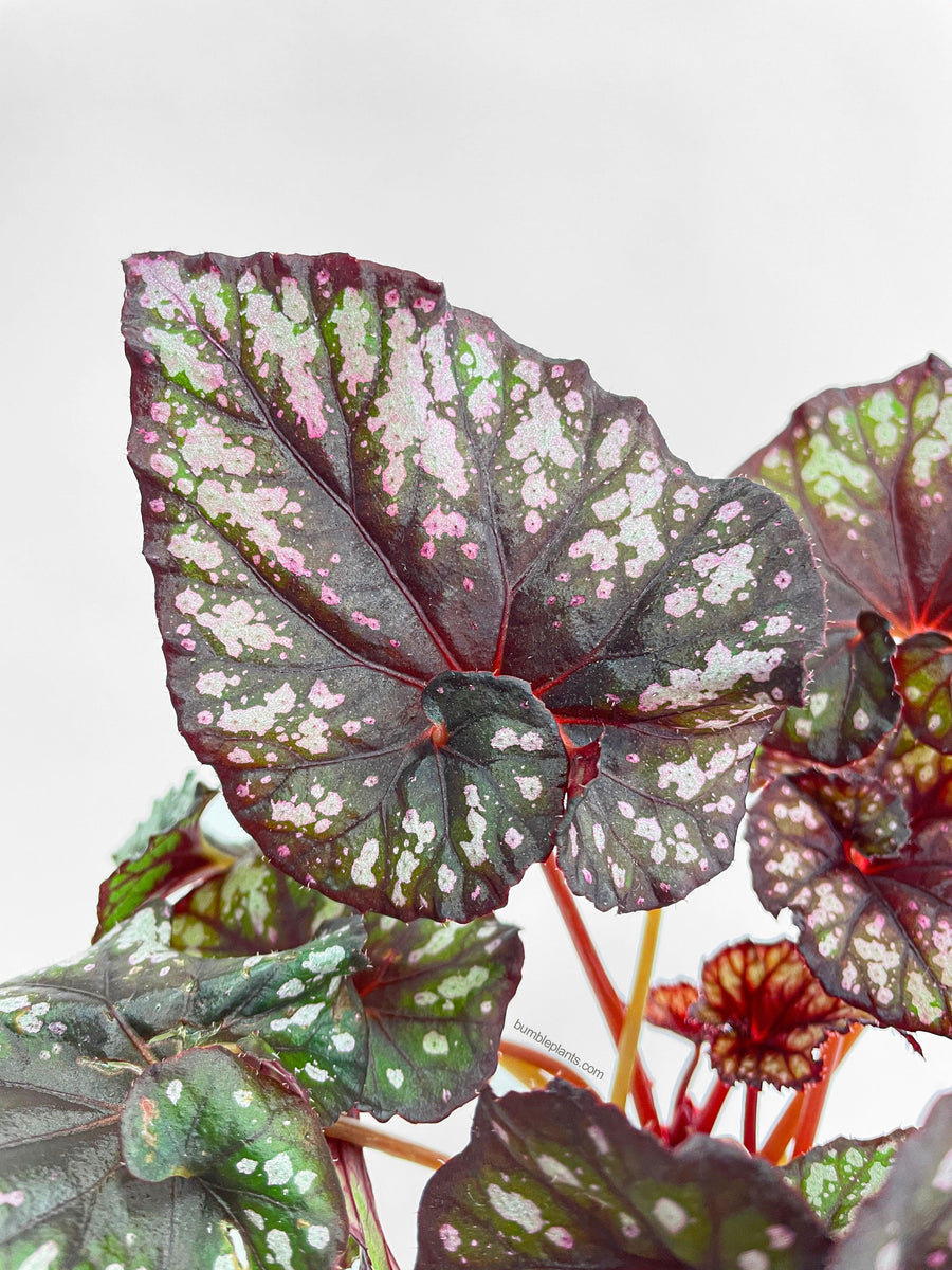 Begonia Rex King Cumbia - Bumble Plants
