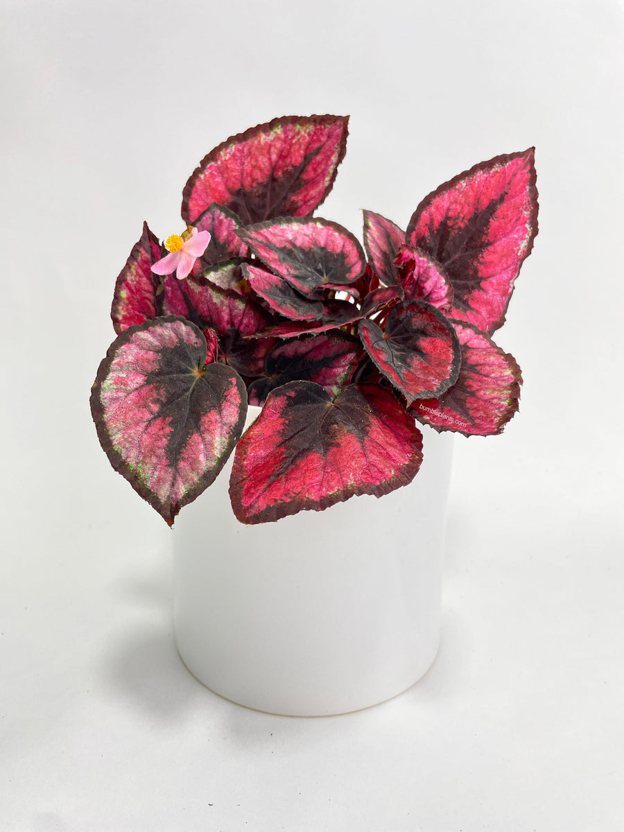 Begonia Rex 'Red Kiss' - Bumble Plants