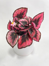 Begonia Rex 'Red Kiss' - Bumble Plants