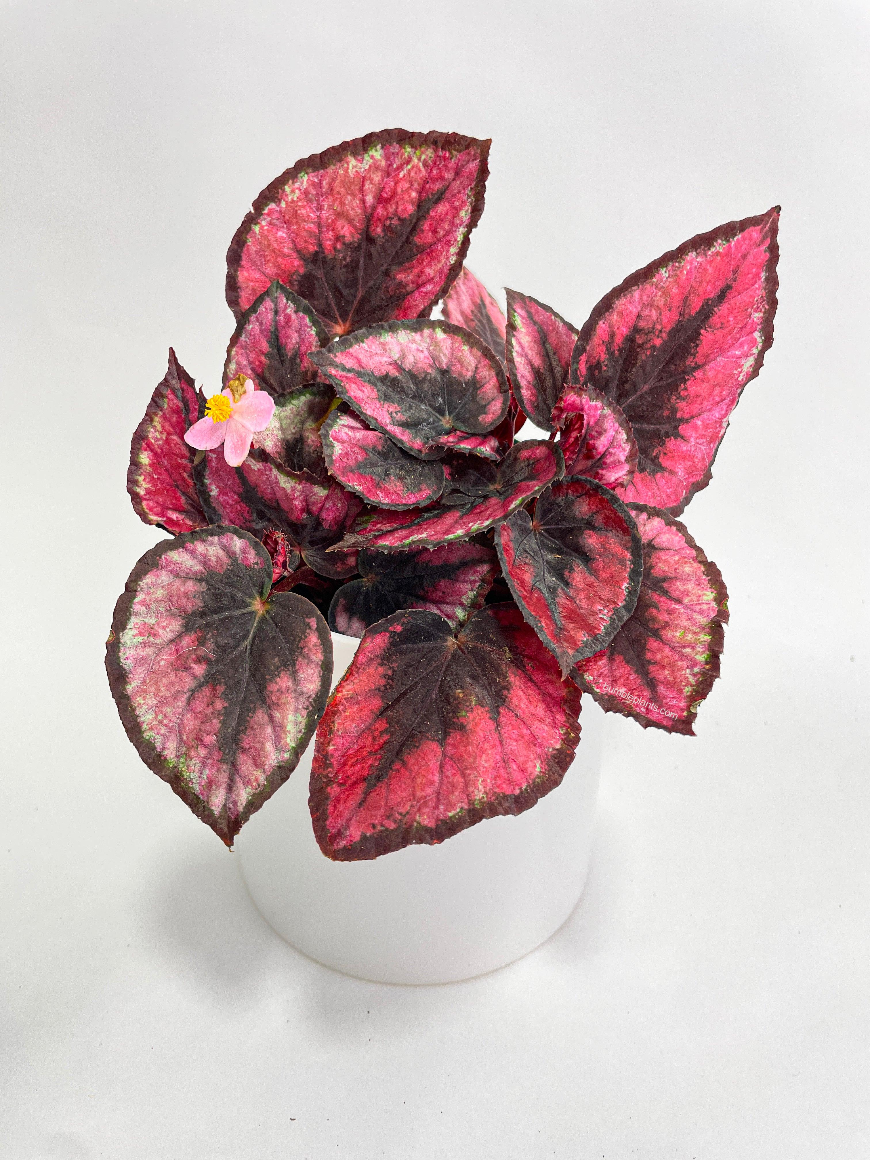 Begonia Rex 'Red Kiss' - Bumble Plants