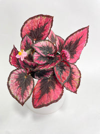 Begonia Rex 'Red Kiss' - Bumble Plants