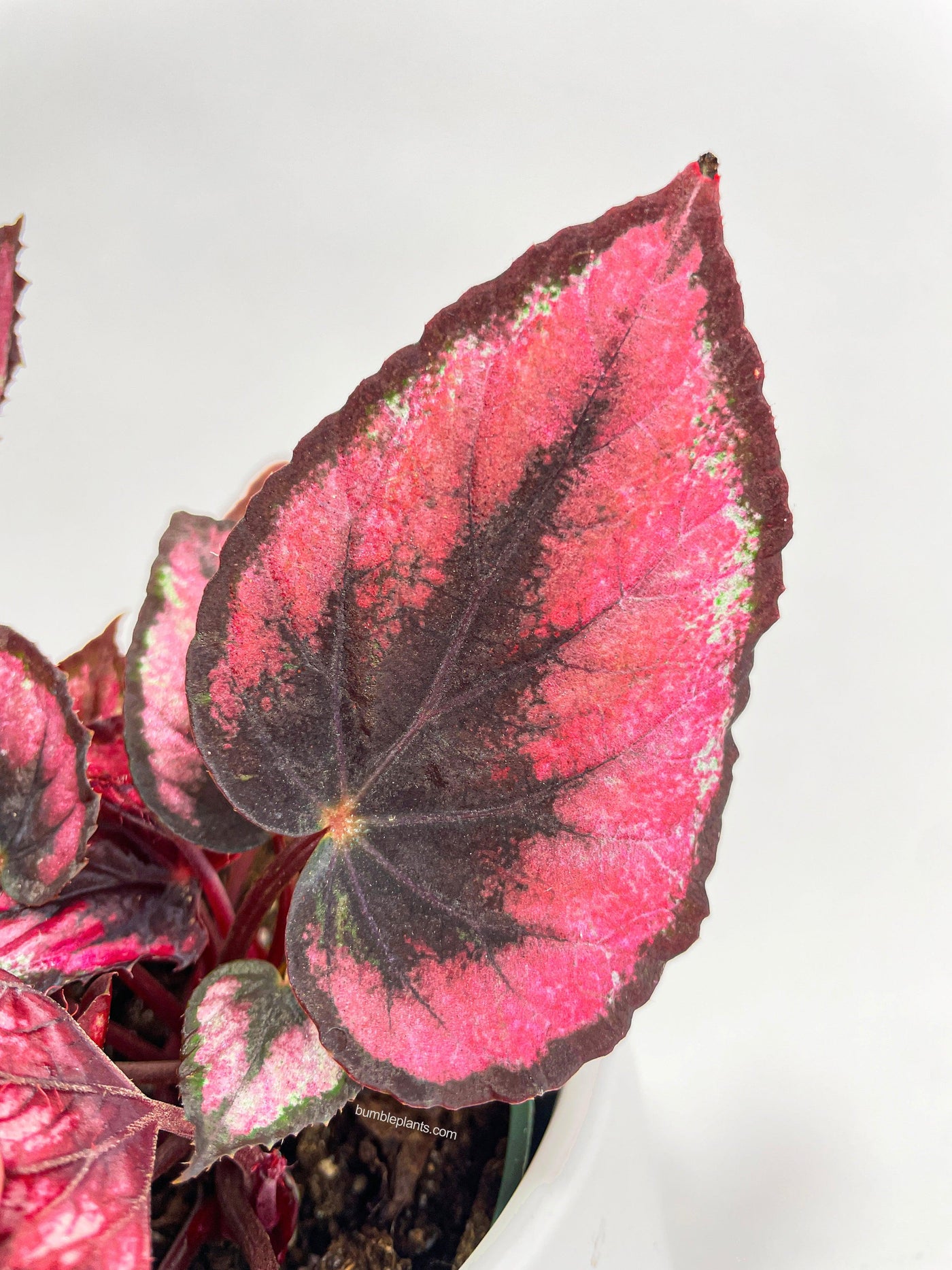 Begonia Rex 'Red Kiss' - Bumble Plants
