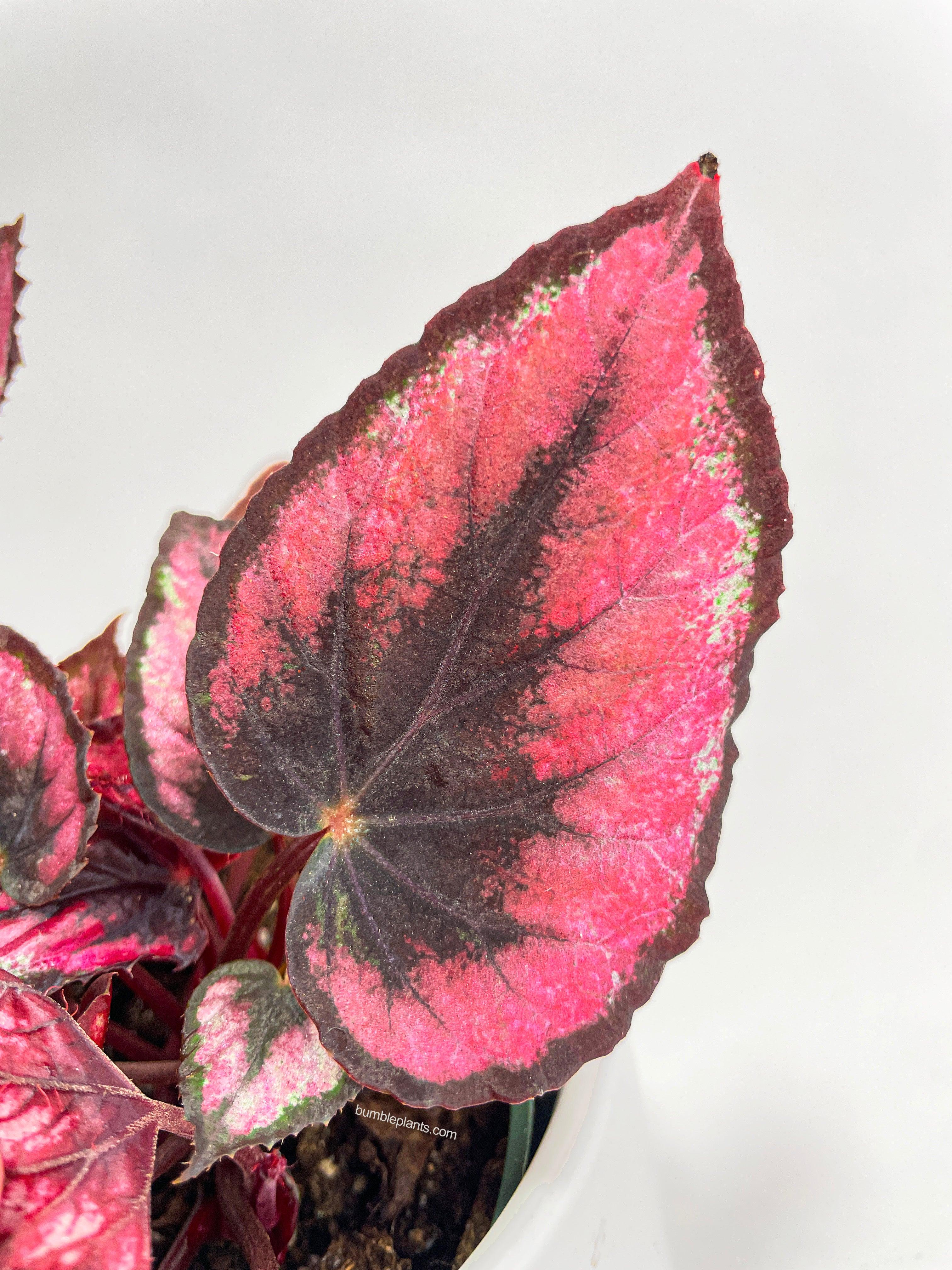 Begonia Rex 'Red Kiss' - Bumble Plants