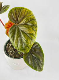 Begonia Thurstonii - Bumble Plants