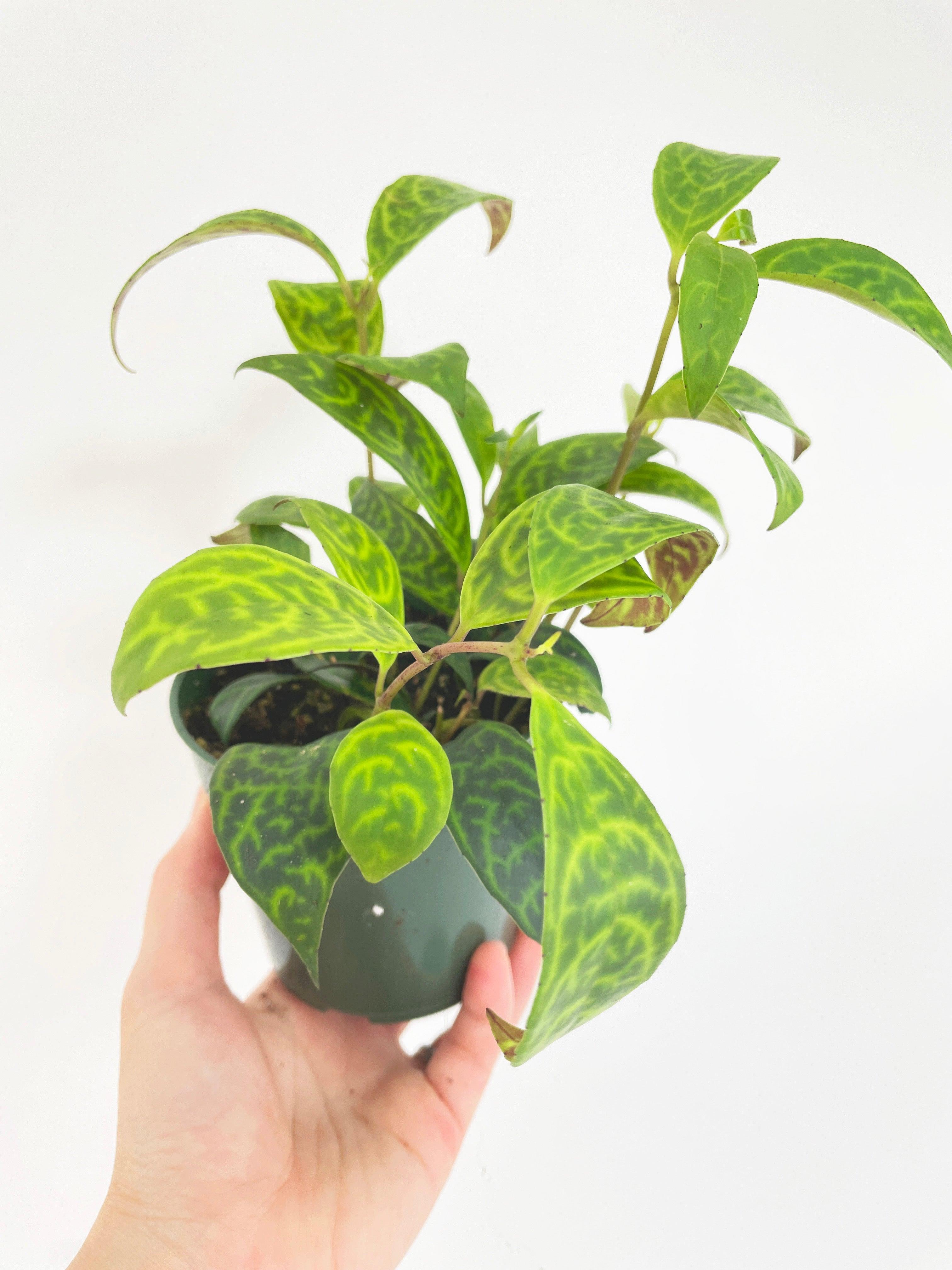 Black Pagoda Panther Lipstick Plant - Bumble Plants