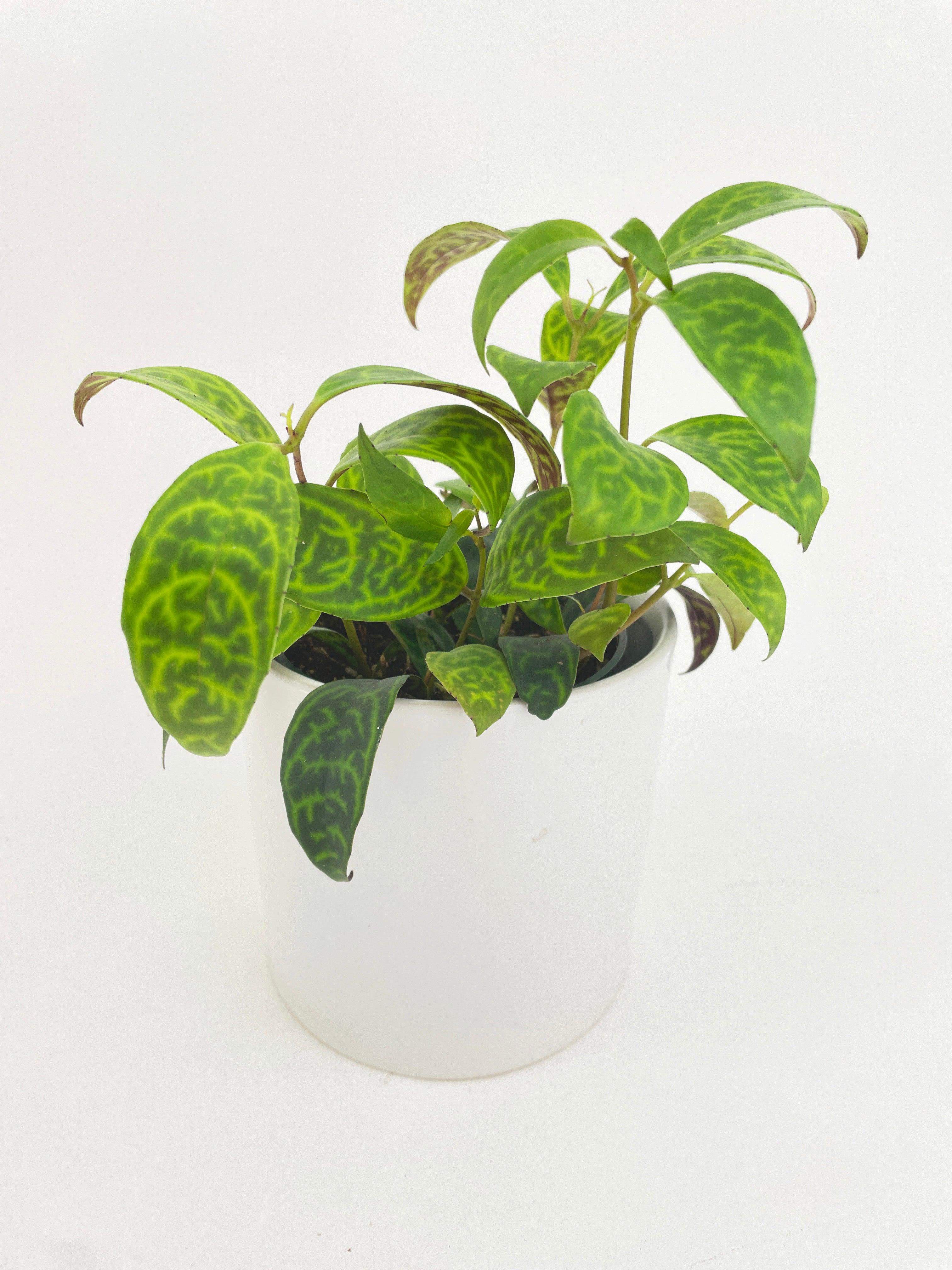Black Pagoda Panther Lipstick Plant - Bumble Plants