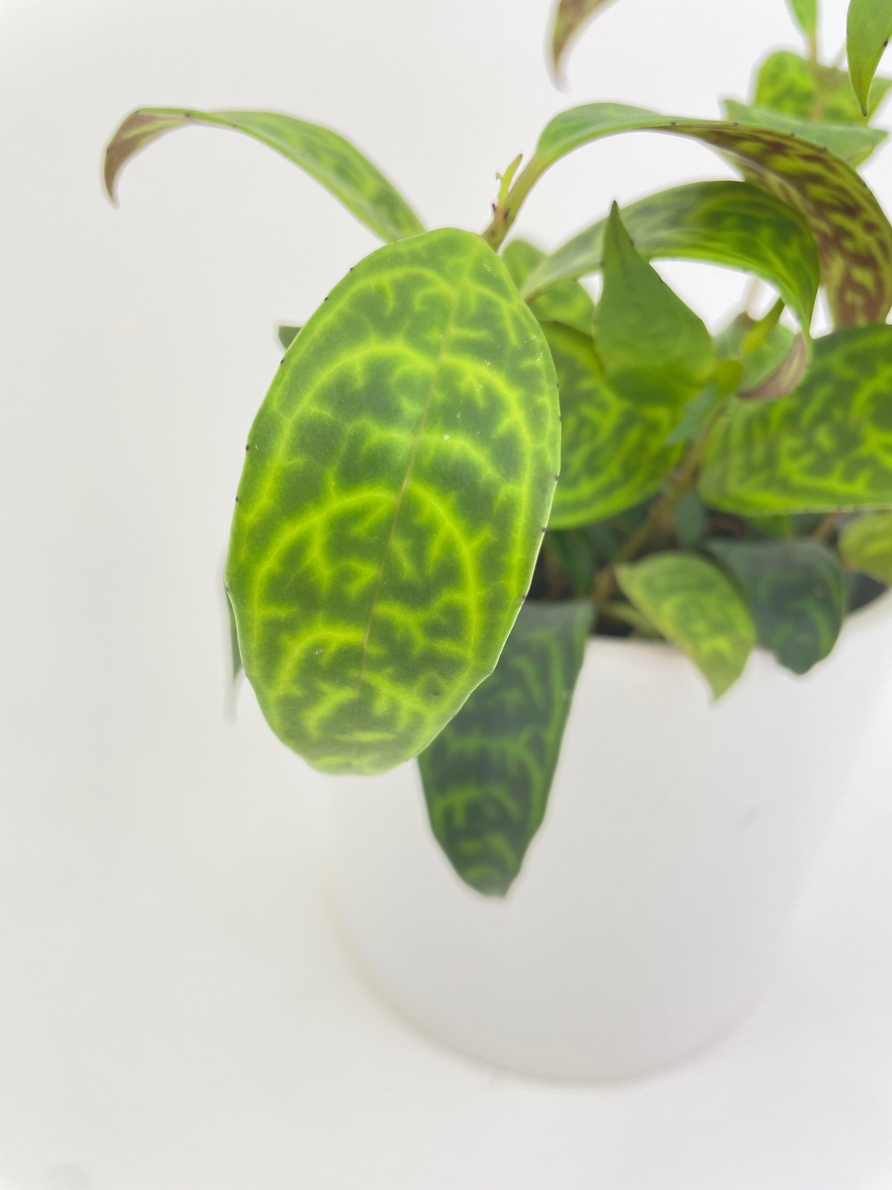Black Pagoda Panther Lipstick Plant - Bumble Plants