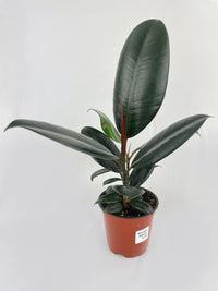 Ficus Elastica Black Burgundy Rubber Plant - Bumble Plants