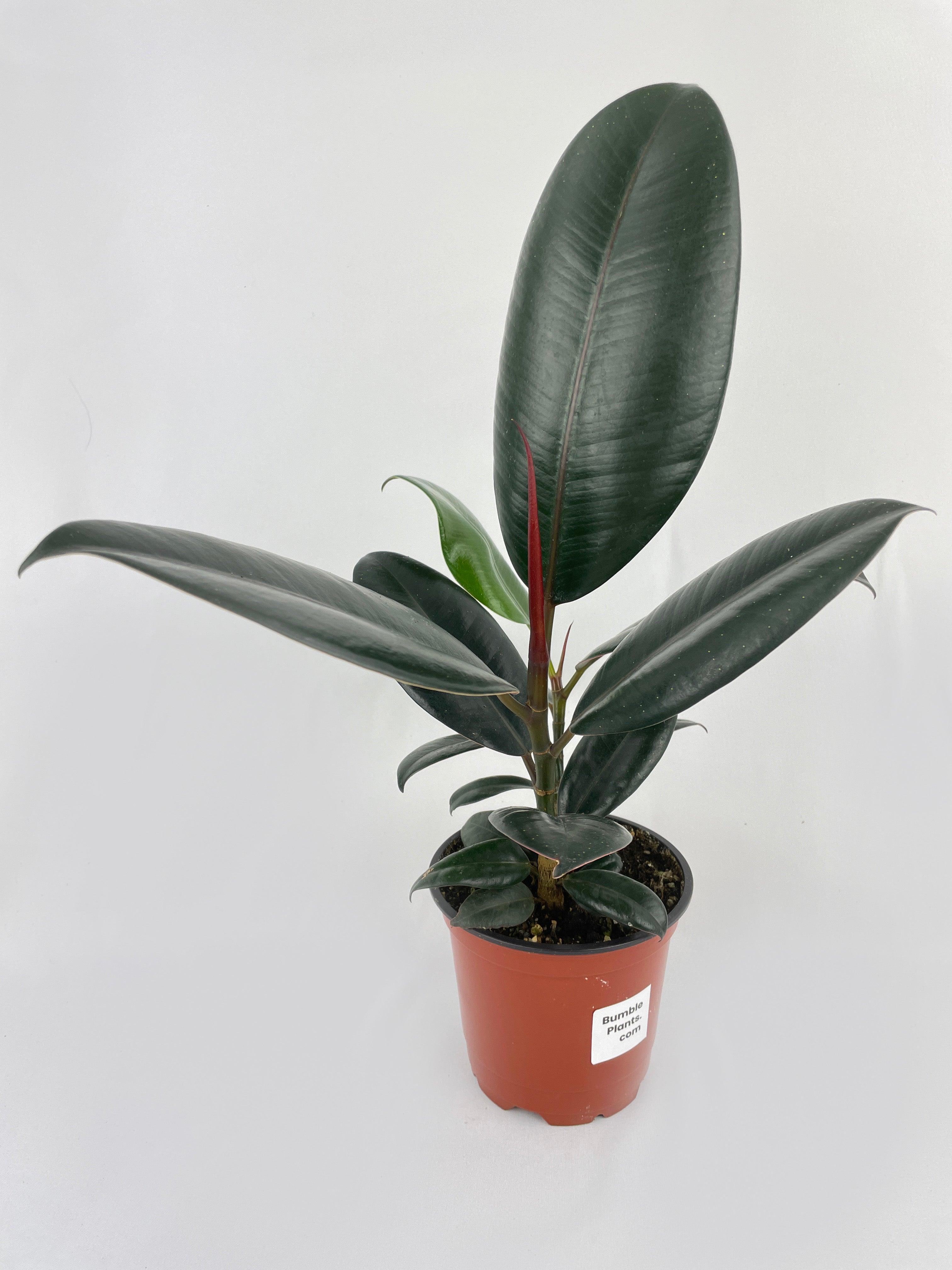 Ficus Elastica Black Burgundy Rubber Plant - Bumble Plants