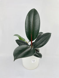 Ficus Elastica Black Burgundy Rubber Plant - Bumble Plants