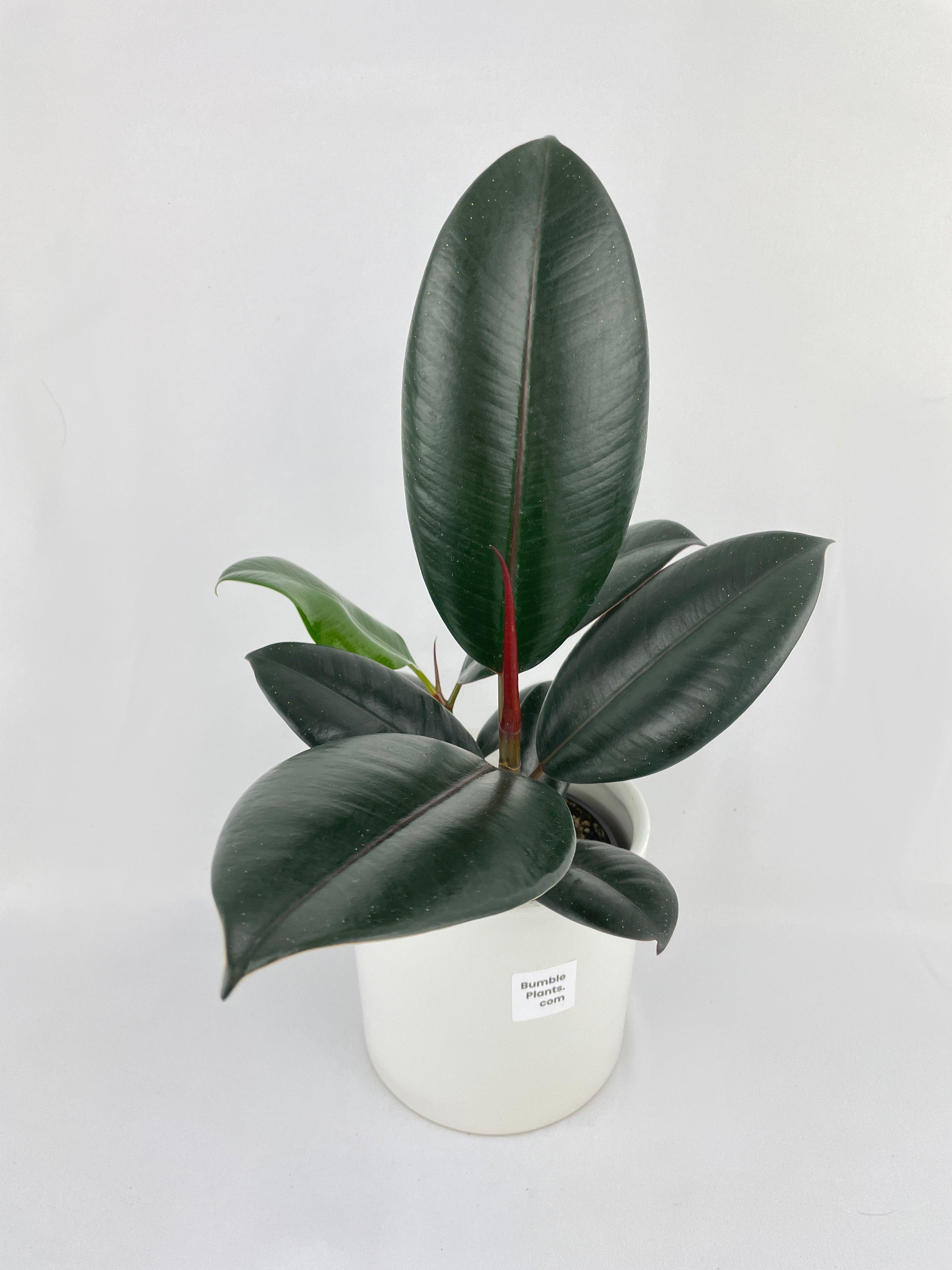 Ficus Elastica Black Burgundy Rubber Plant - Bumble Plants