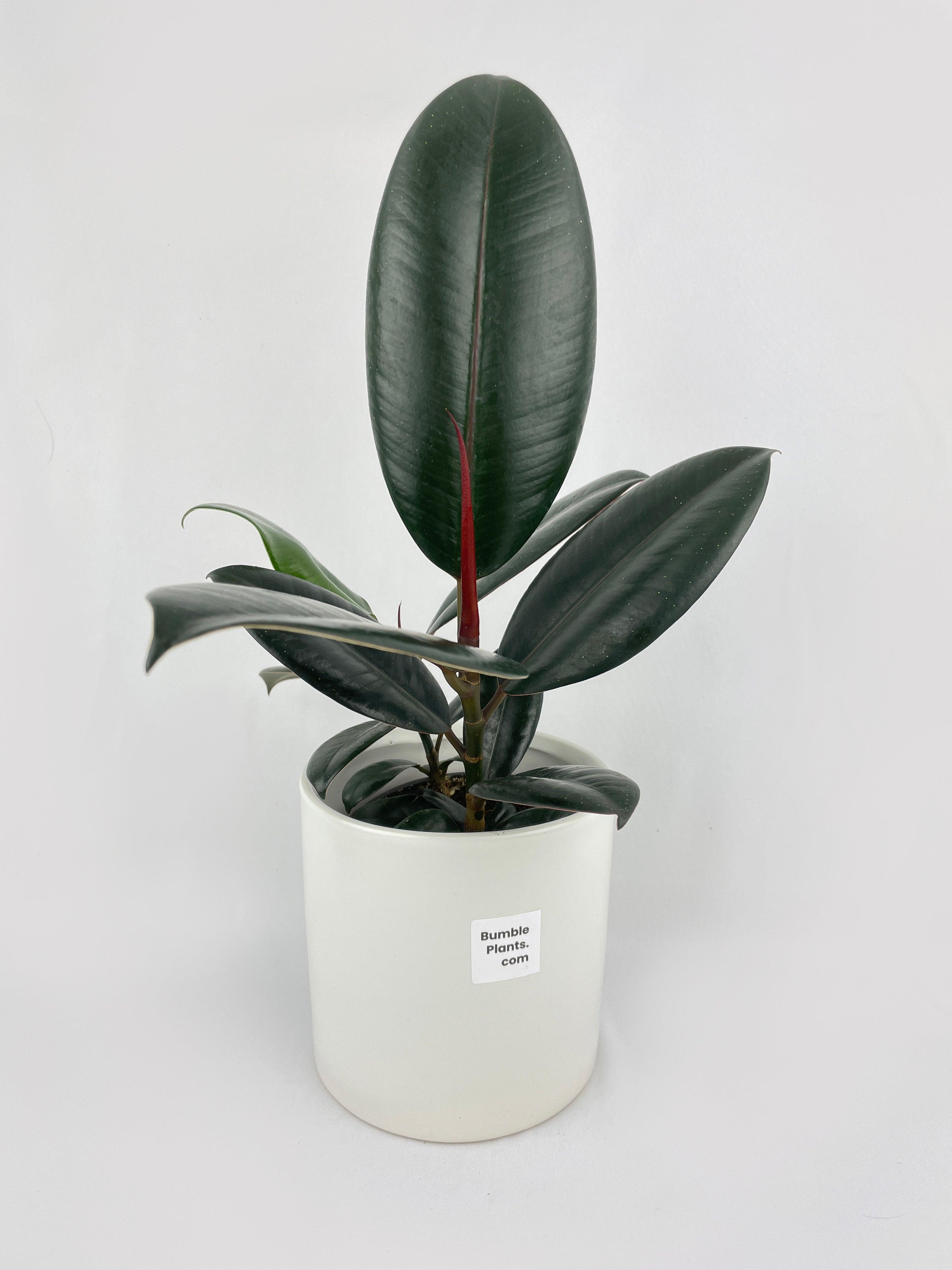 Ficus Elastica Black Burgundy Rubber Plant - Bumble Plants