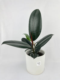 Ficus Elastica Black Burgundy Rubber Plant - Bumble Plants