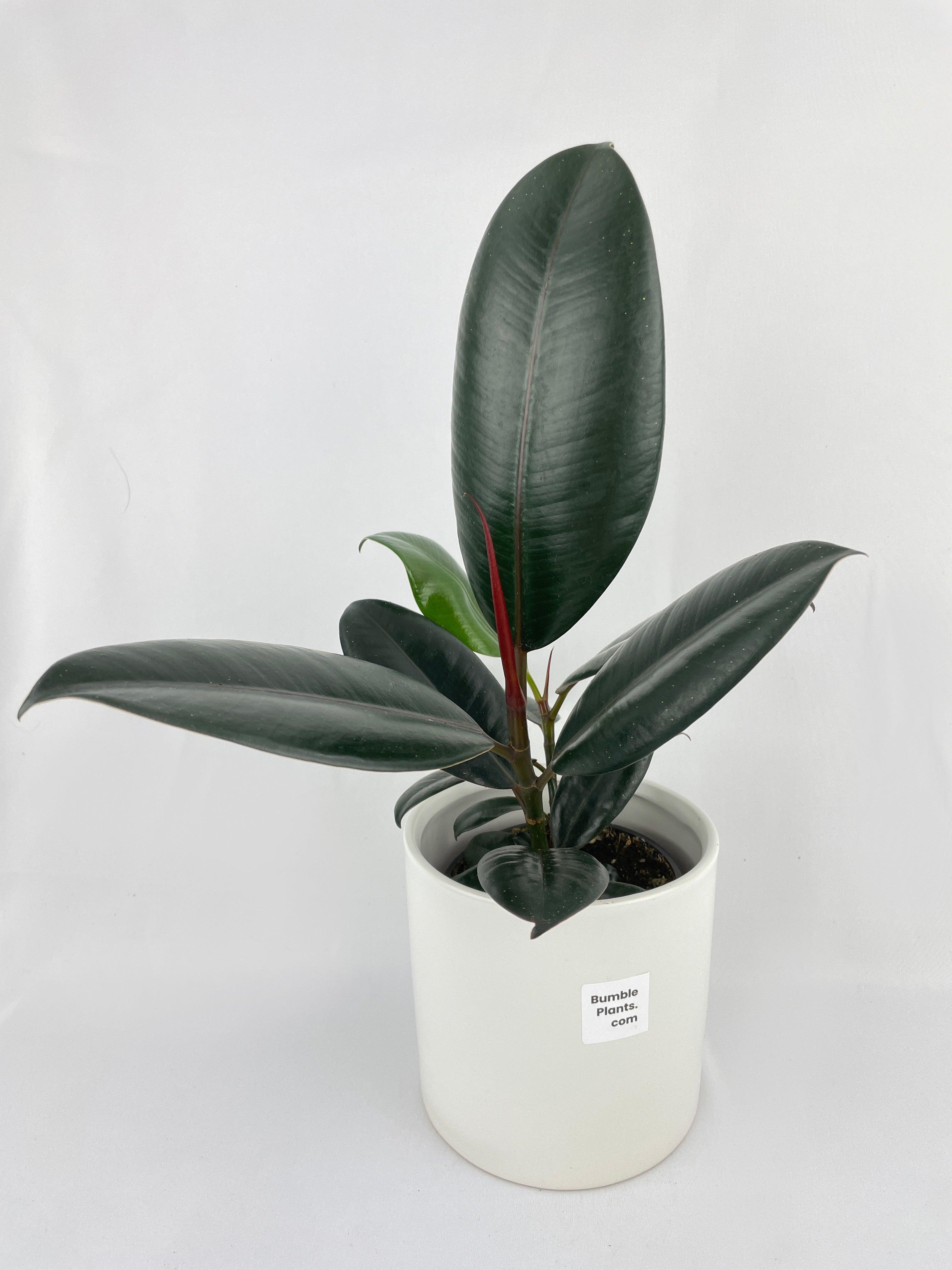Ficus Elastica Black Burgundy Rubber Plant - Bumble Plants