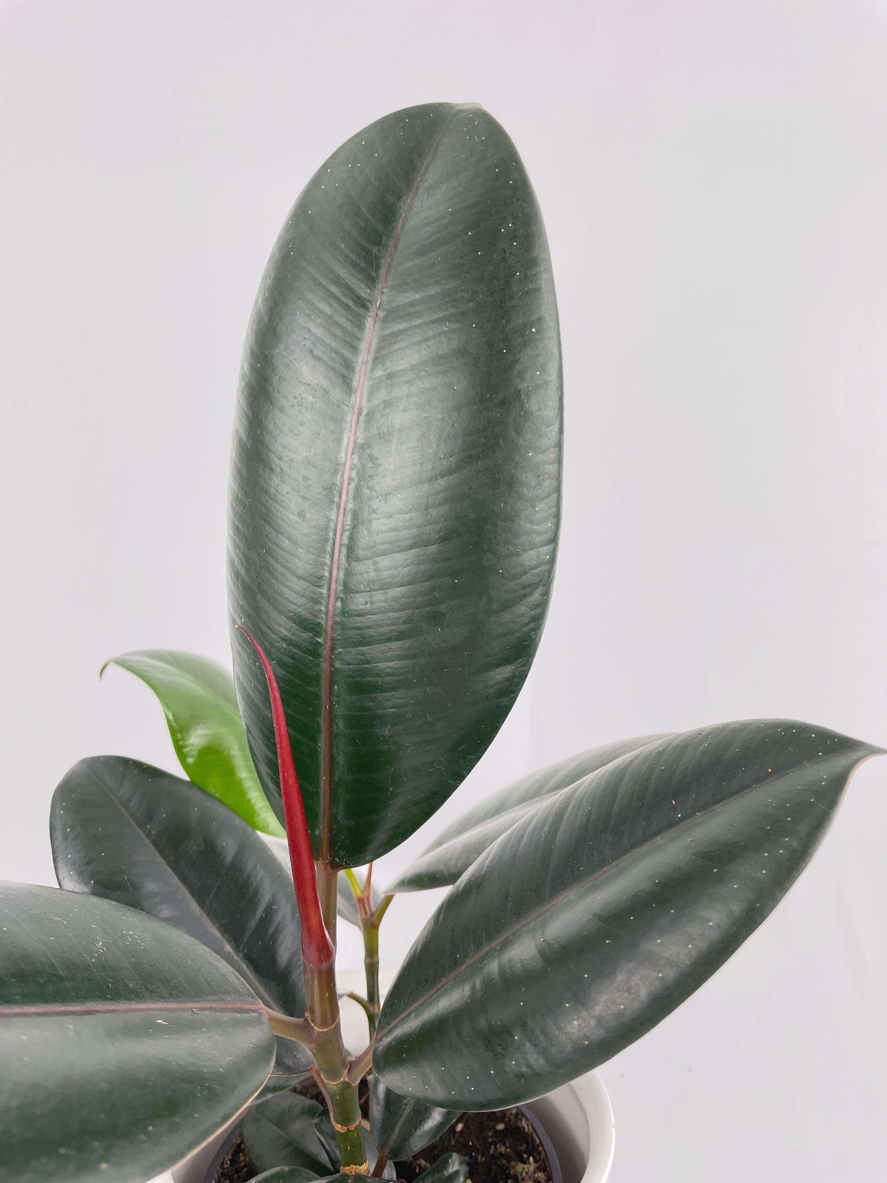 Ficus Elastica Black Burgundy Rubber Plant - Bumble Plants