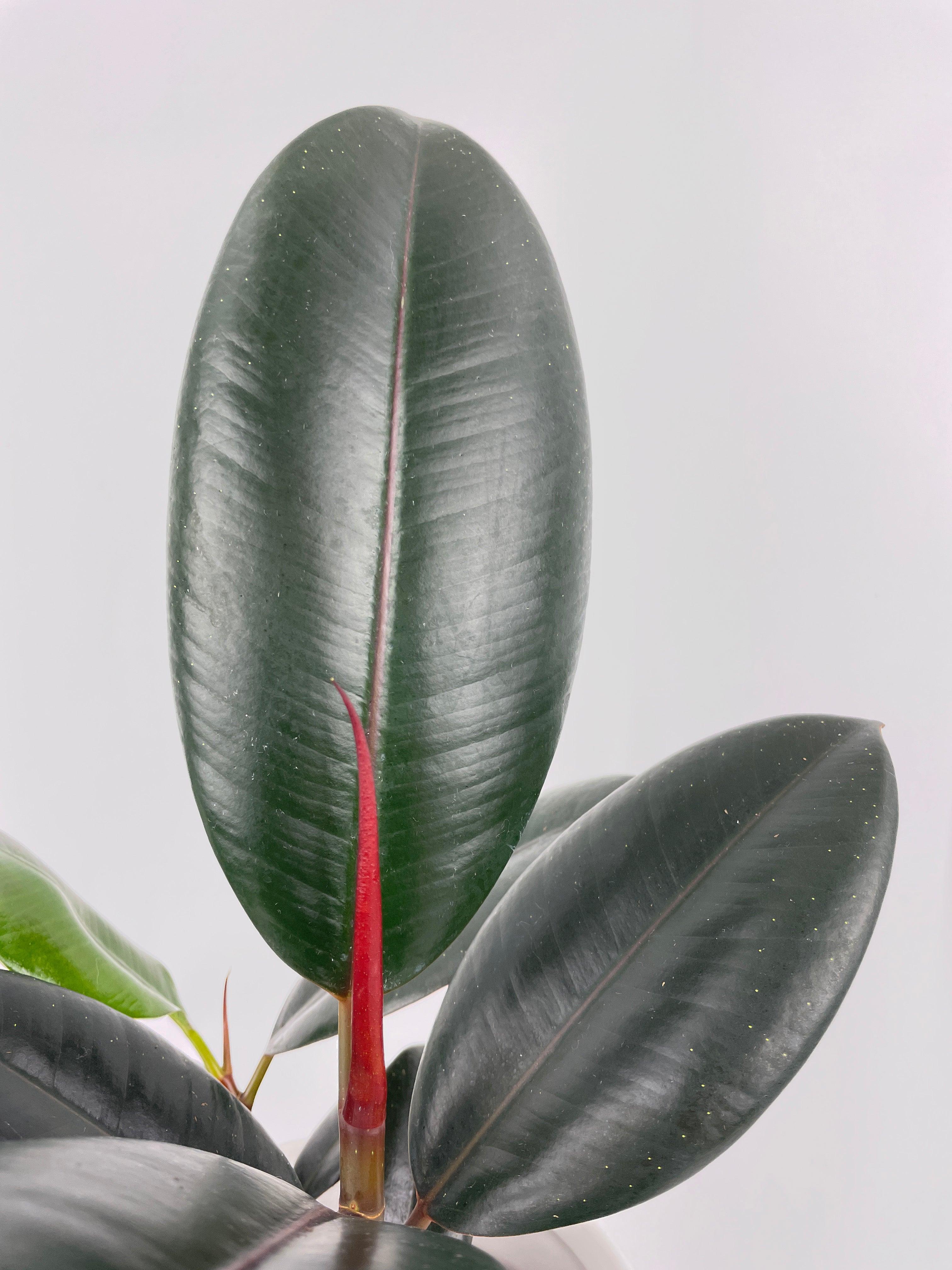 Ficus Elastica Black Burgundy Rubber Plant - Bumble Plants