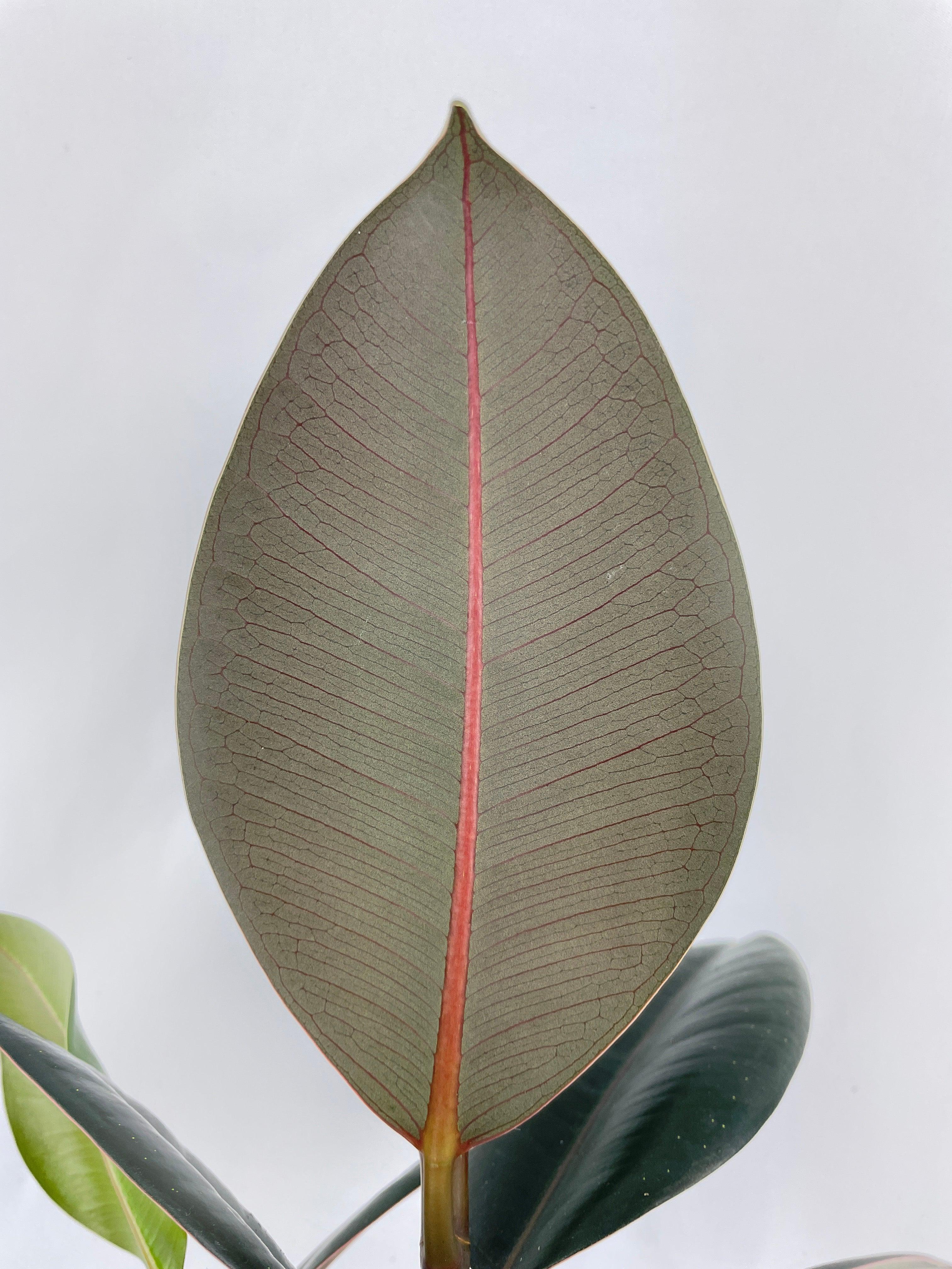 Ficus Elastica Black Burgundy Rubber Plant - Bumble Plants