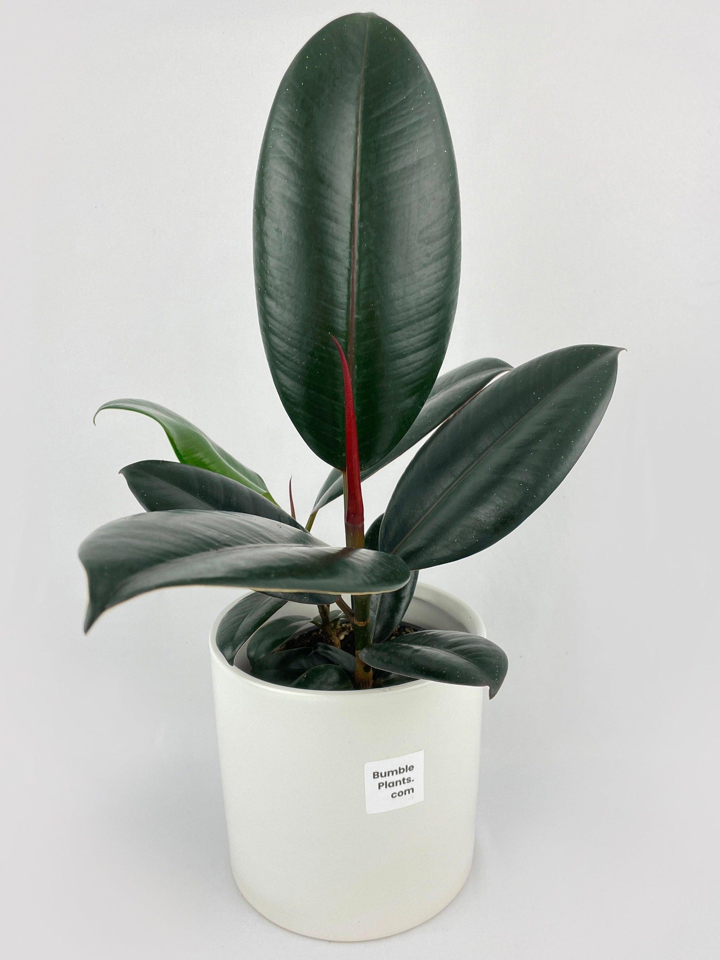 black rubber tree plant Ficus Elastica Black Rubber Plant