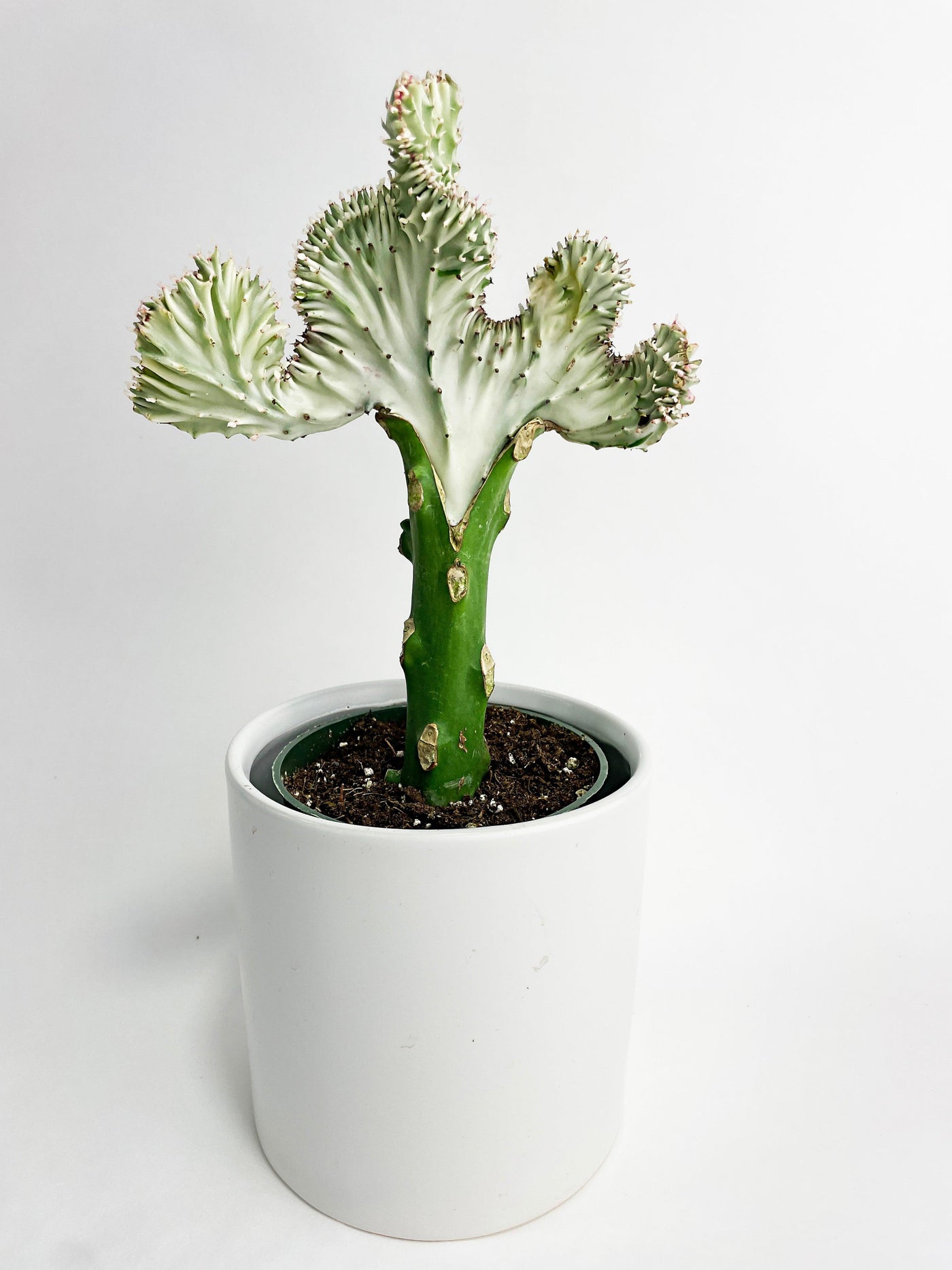 mermaid plant succulent Live Mermaid Coral 'Cristata