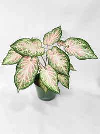 Caladium Candyland Pink & Green Angel Wings - Bumble Plants