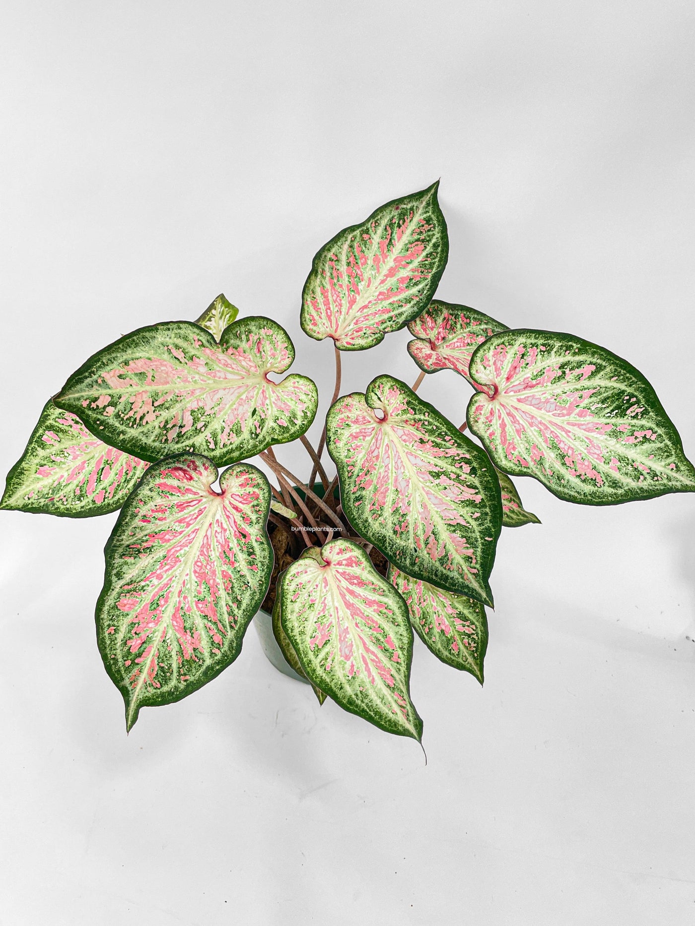 Caladium Candyland Pink & Green Angel Wings - Bumble Plants
