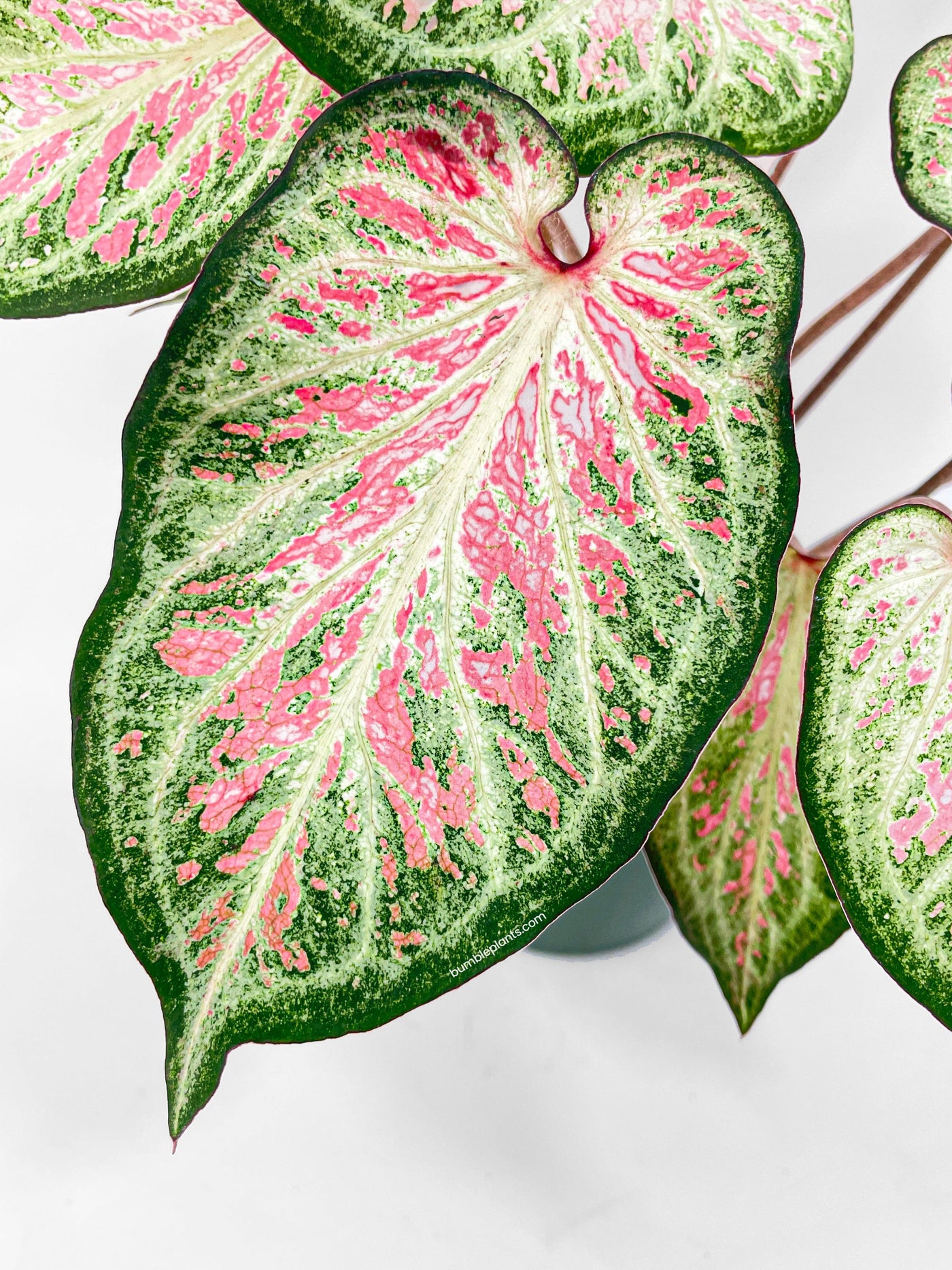 Caladium Candyland Pink & Green Angel Wings - Bumble Plants