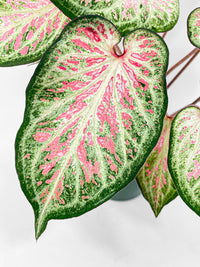 Caladium Candyland Pink & Green Angel Wings - Bumble Plants