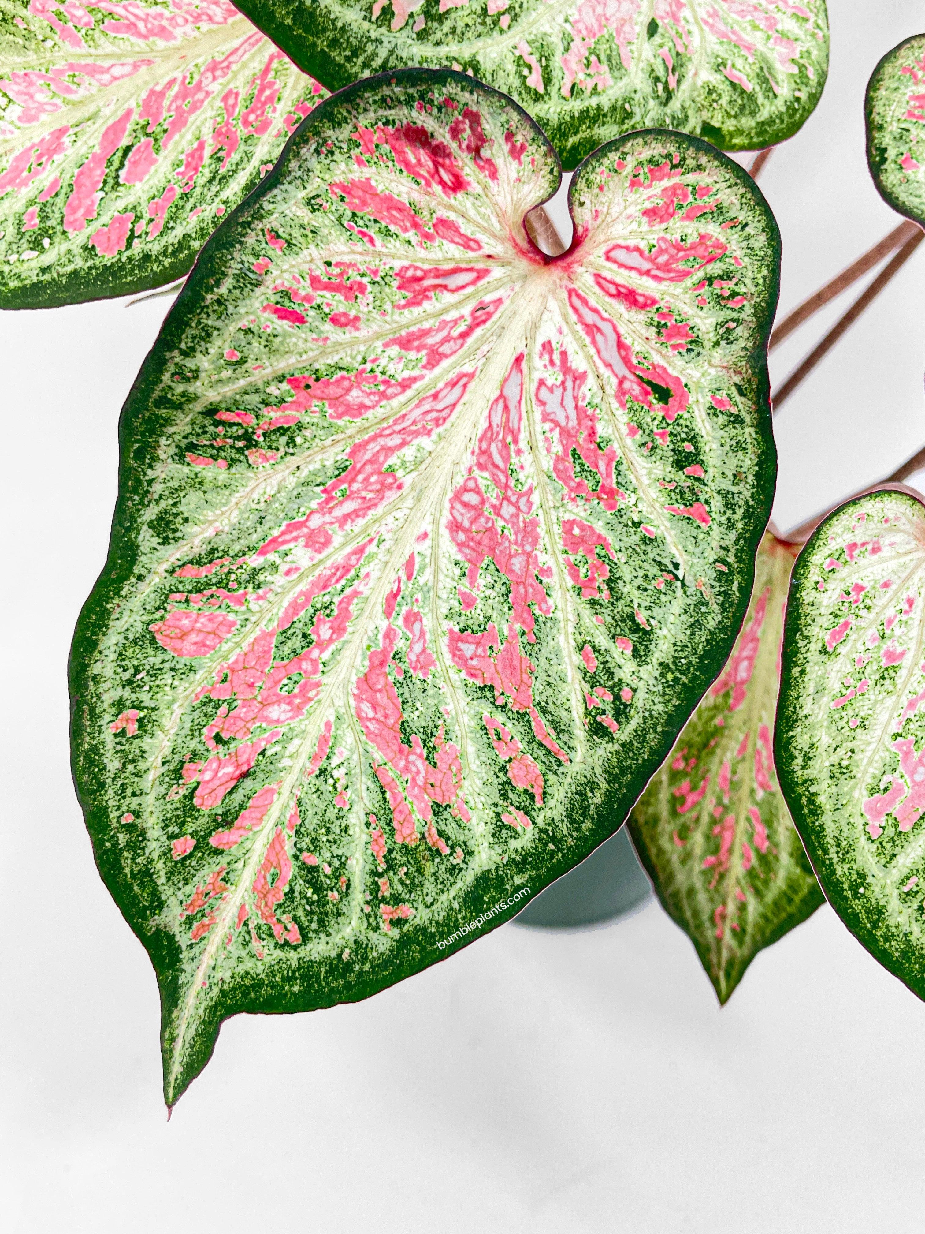 Caladium Candyland Pink & Green Angel Wings - Bumble Plants