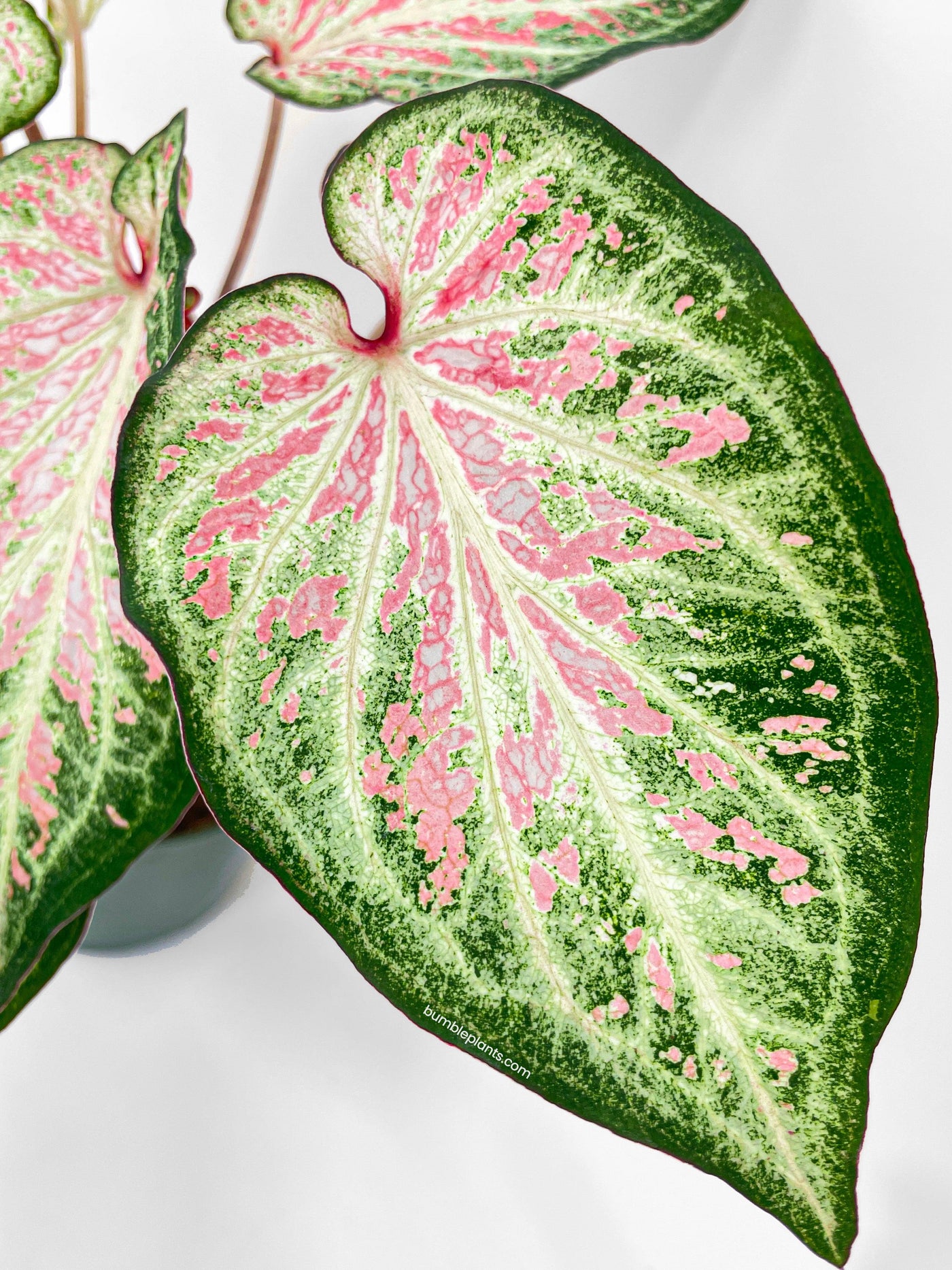 Caladium Candyland Pink & Green Angel Wings - Bumble Plants