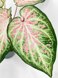 Caladium Candyland Pink & Green Angel Wings - Bumble Plants