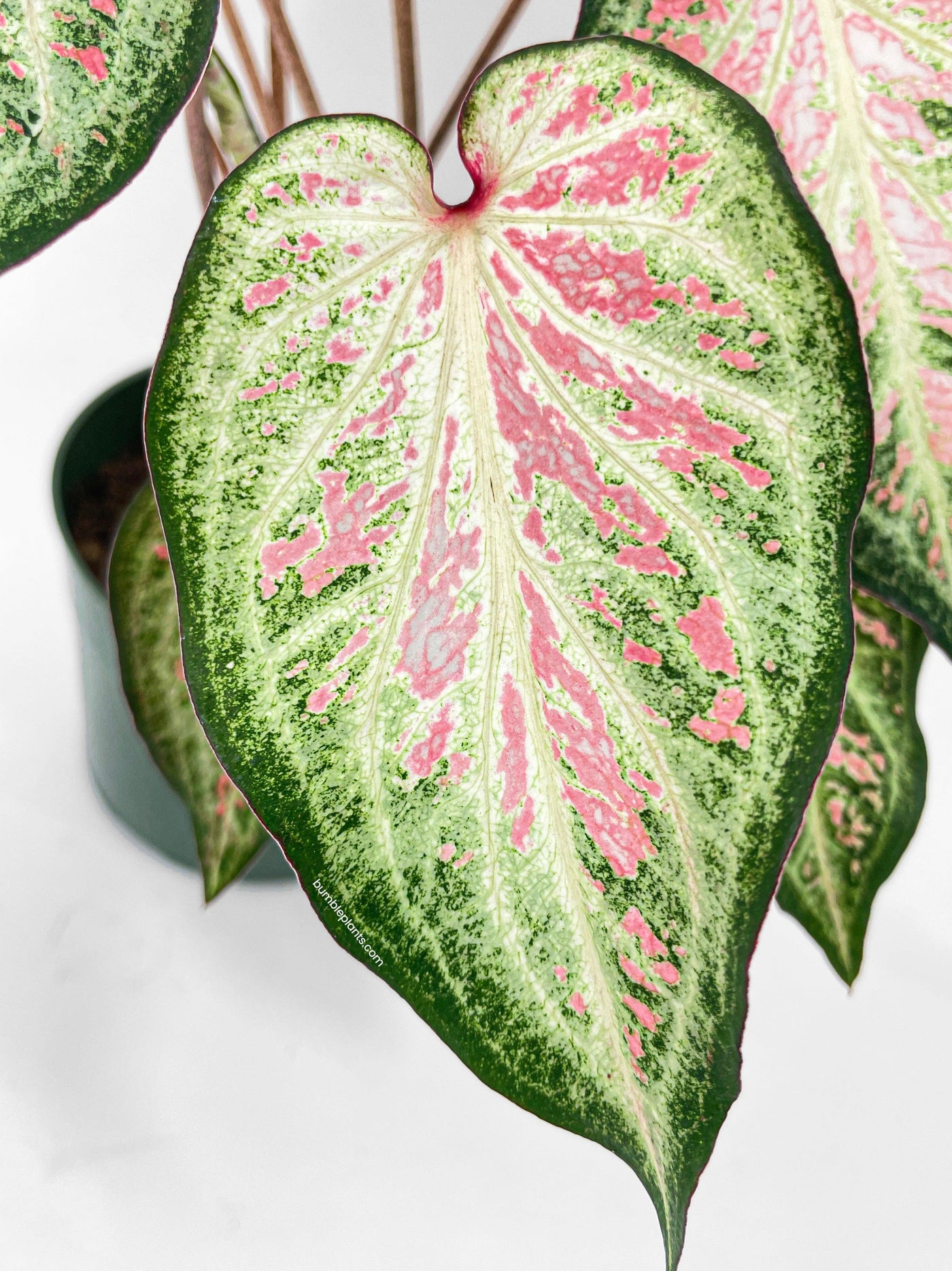 Caladium Candyland Pink & Green Angel Wings - Bumble Plants