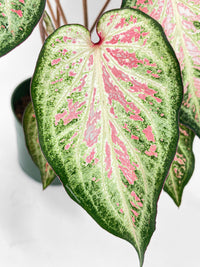 Caladium Candyland Pink & Green Angel Wings - Bumble Plants