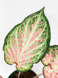 Caladium Candyland Pink & Green Angel Wings - Bumble Plants