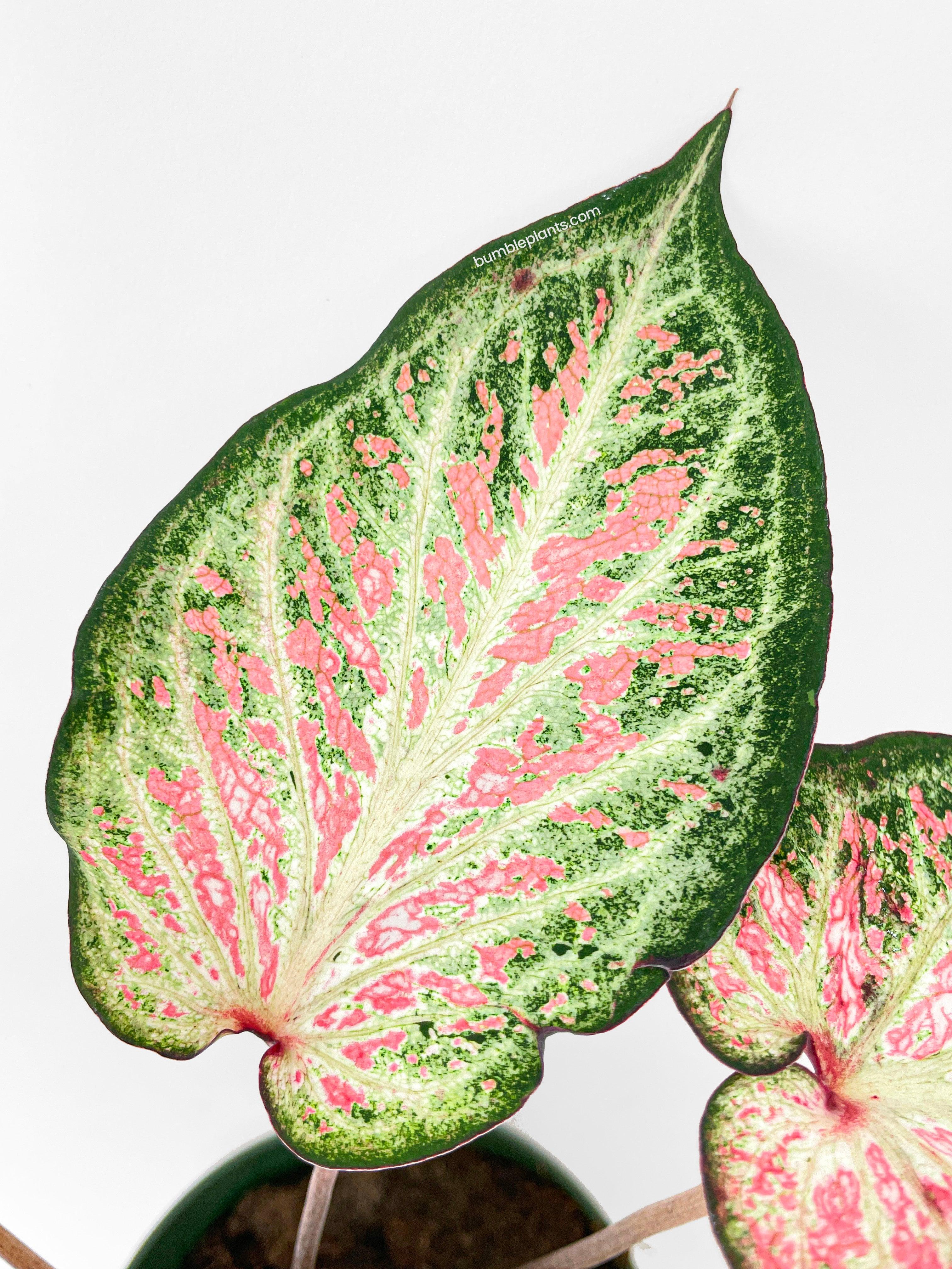 Caladium Candyland Pink & Green Angel Wings - Bumble Plants